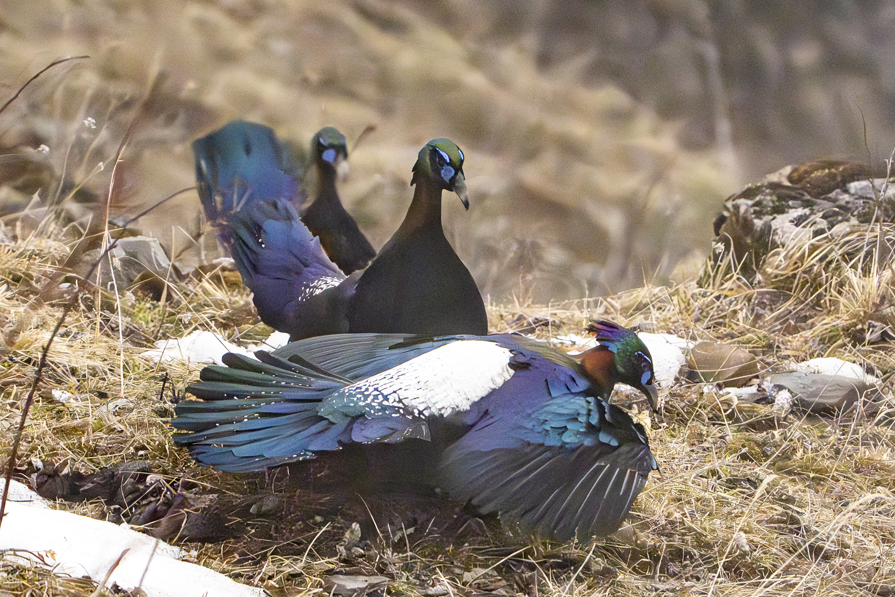Chinese Monals displaying (image by Mark Beaman)