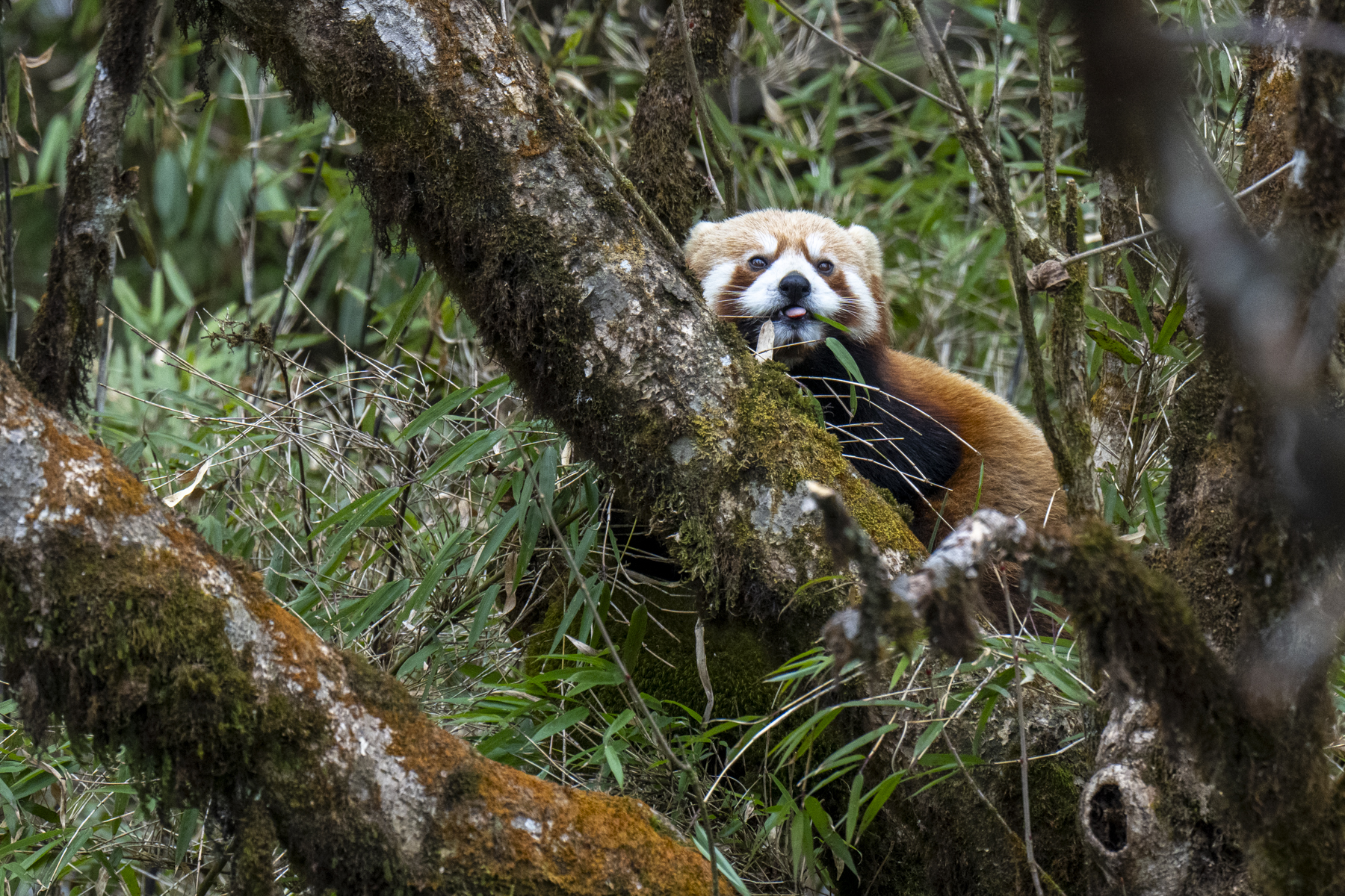 Chinese Red Panda (image by Mark Beaman)
