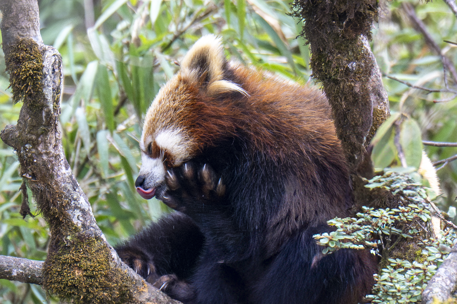 Chinese Red Panda (image by Mark Beaman)