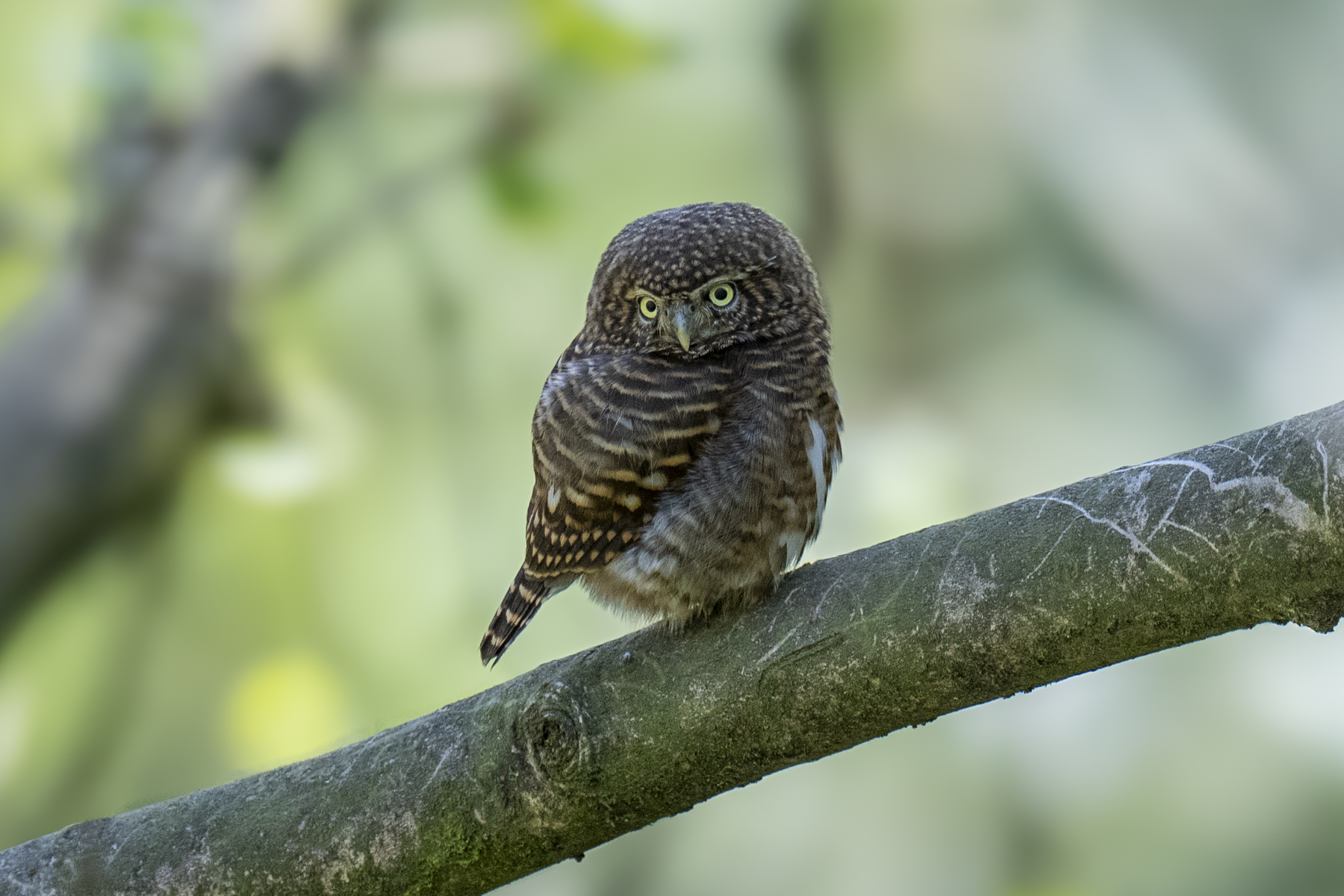 Collared Owlet (image by Mark Beaman)