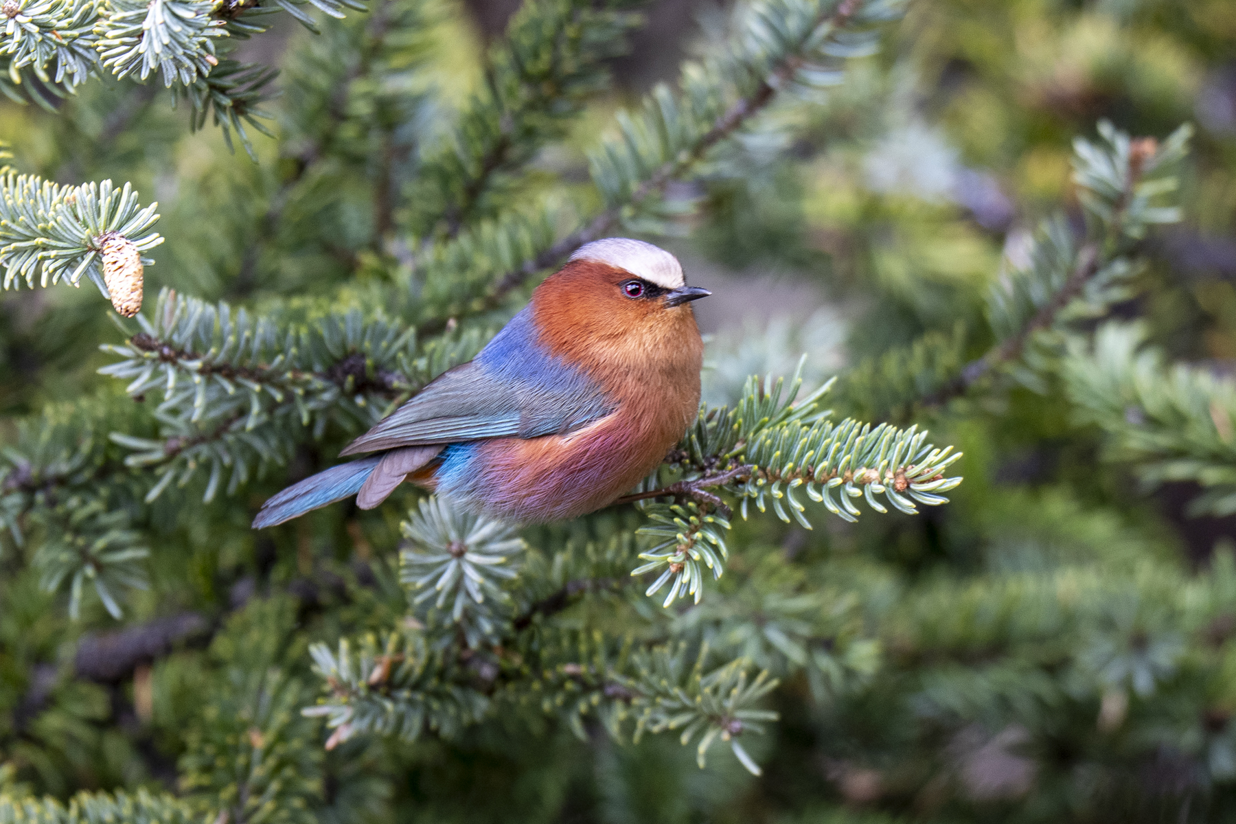 Crested Tit-warbler (image by Mark Beaman)