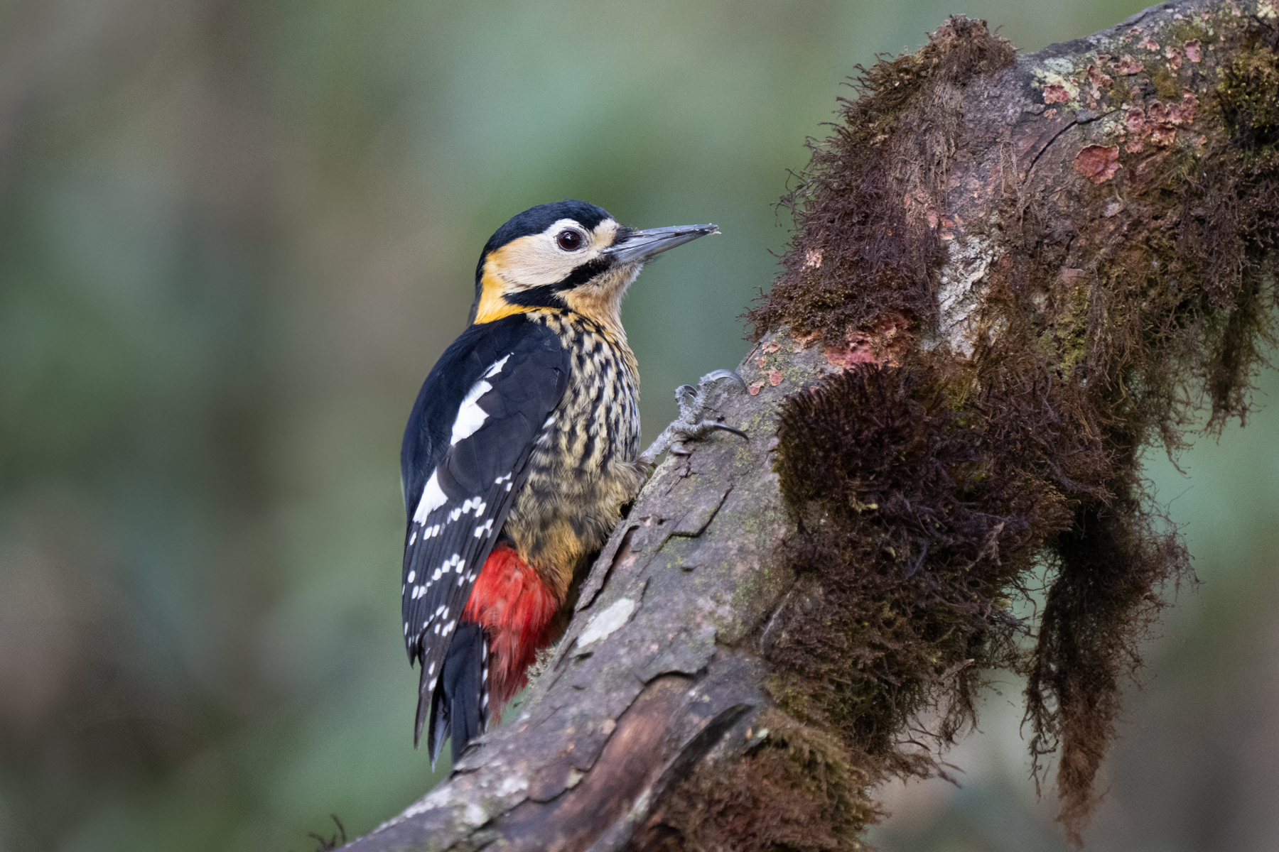 Darjeeling Woodpecker (image by Inger Vandyke)