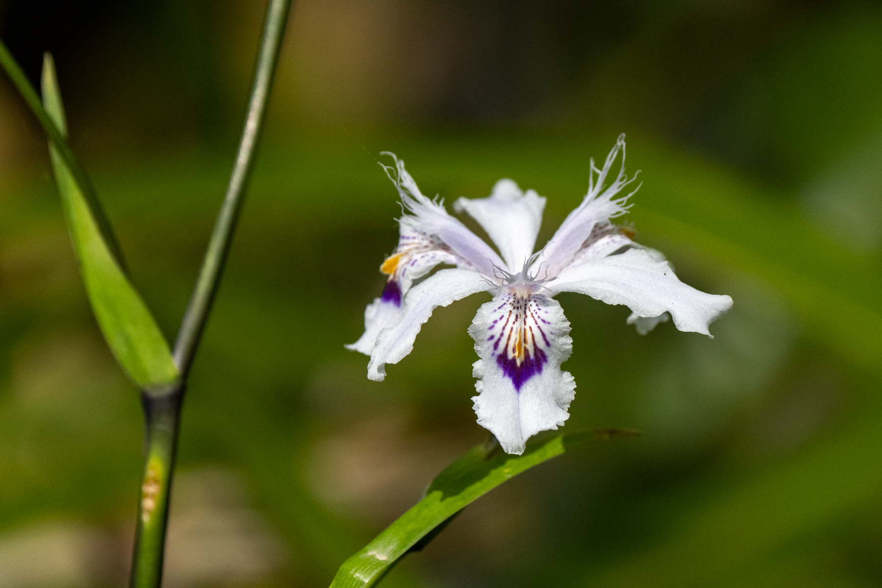 Fringed Lily (image by Inger Vandyke)