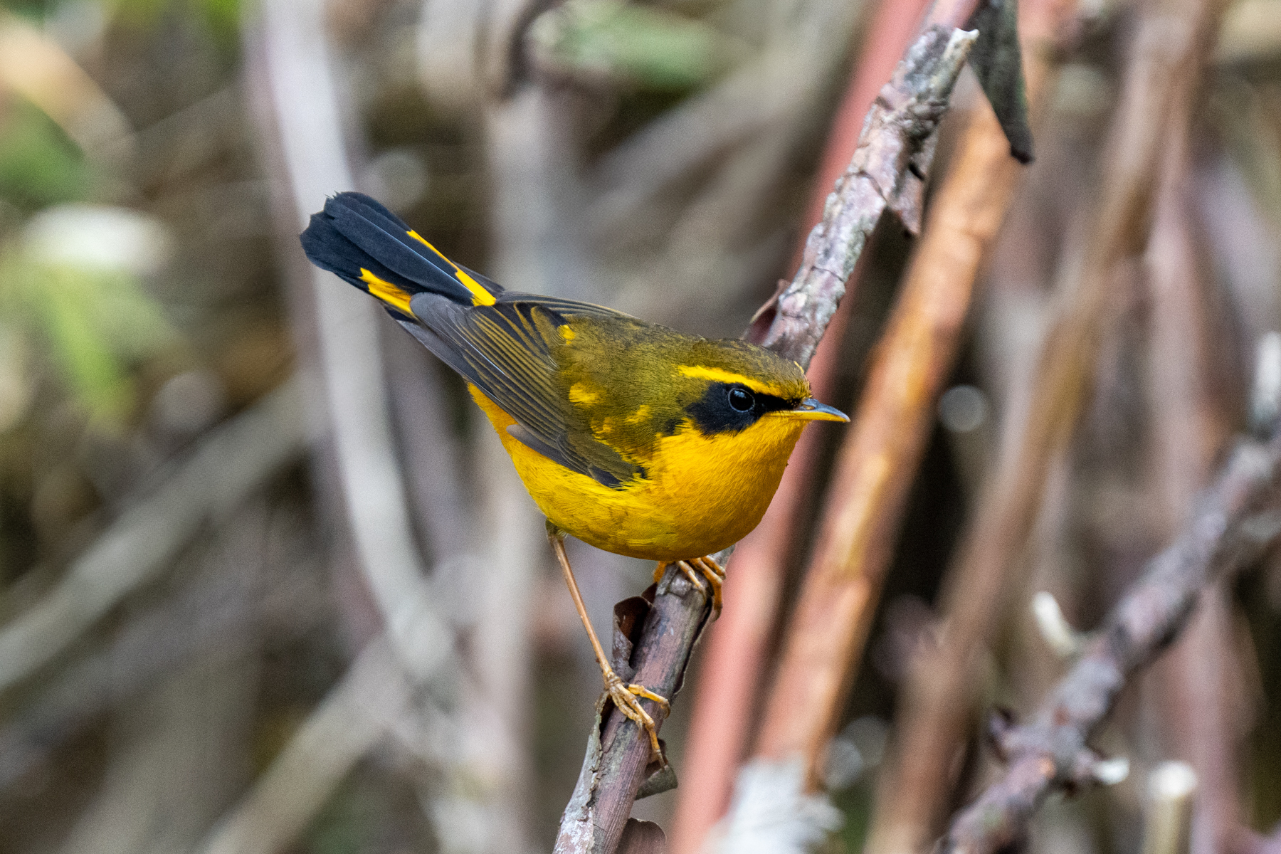Golden Bush Robin (image by Inger Vandyke)