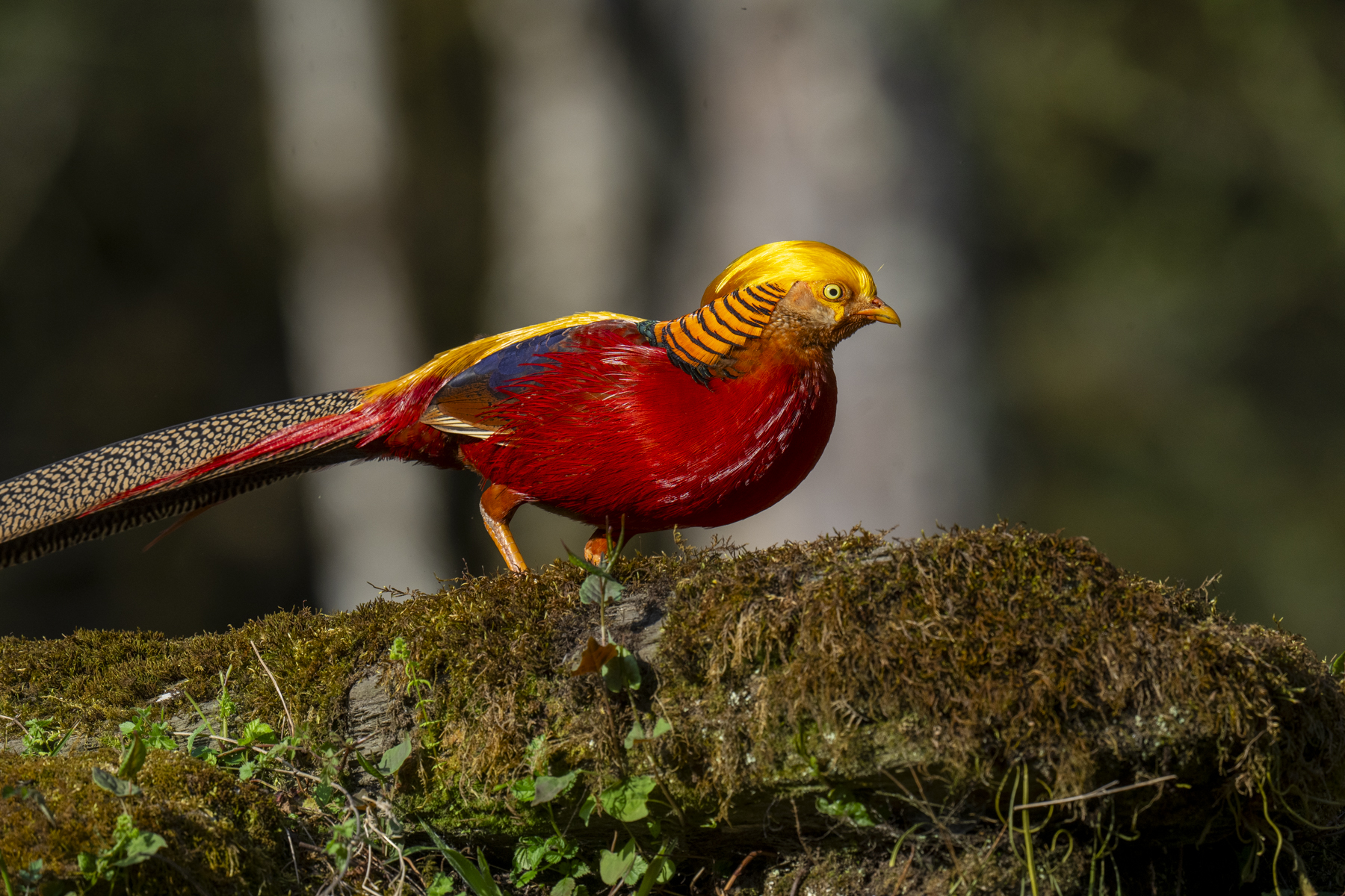 Golden Pheasant (image by Mark Beaman)