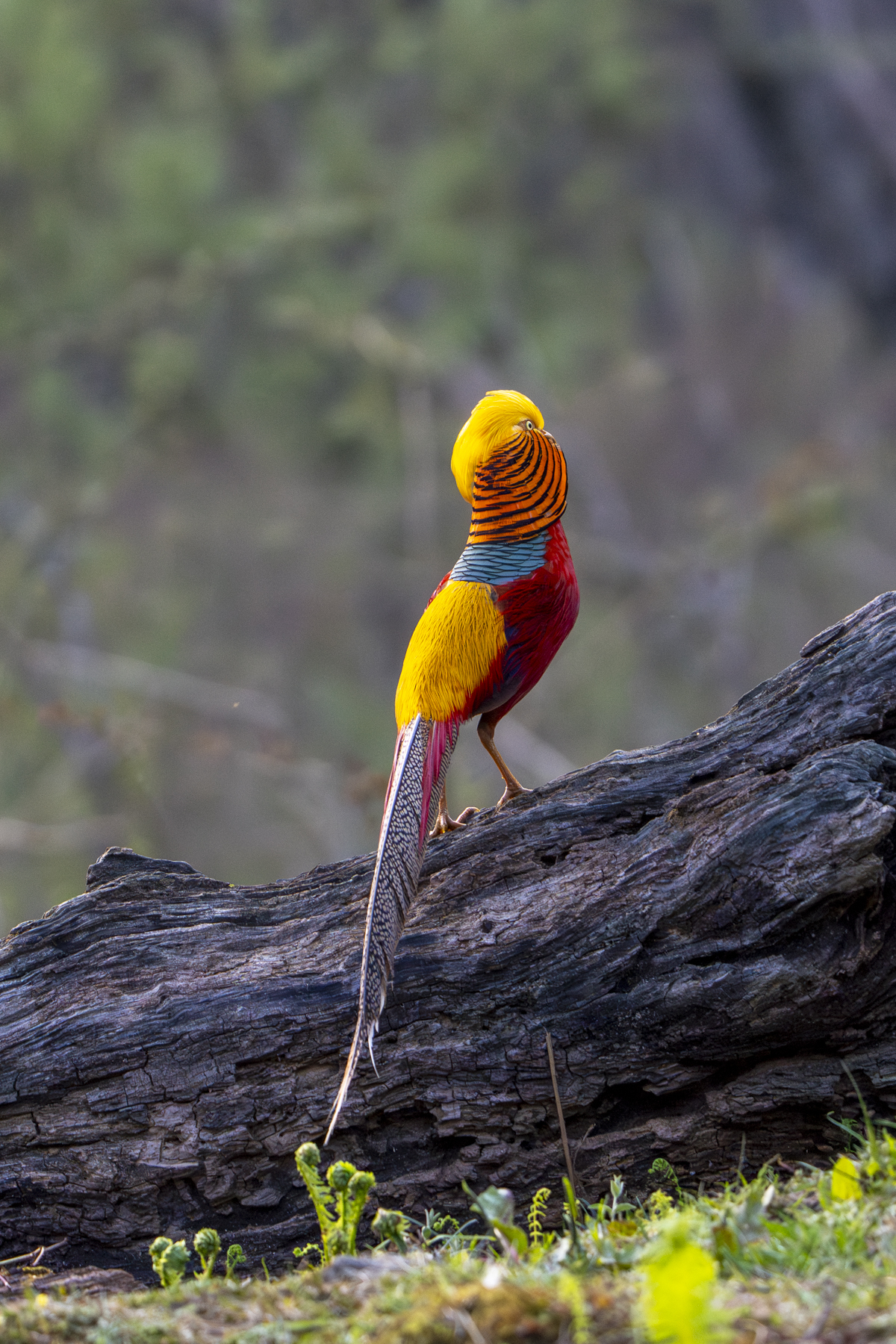 Golden Pheasant (image by Mark Beaman)