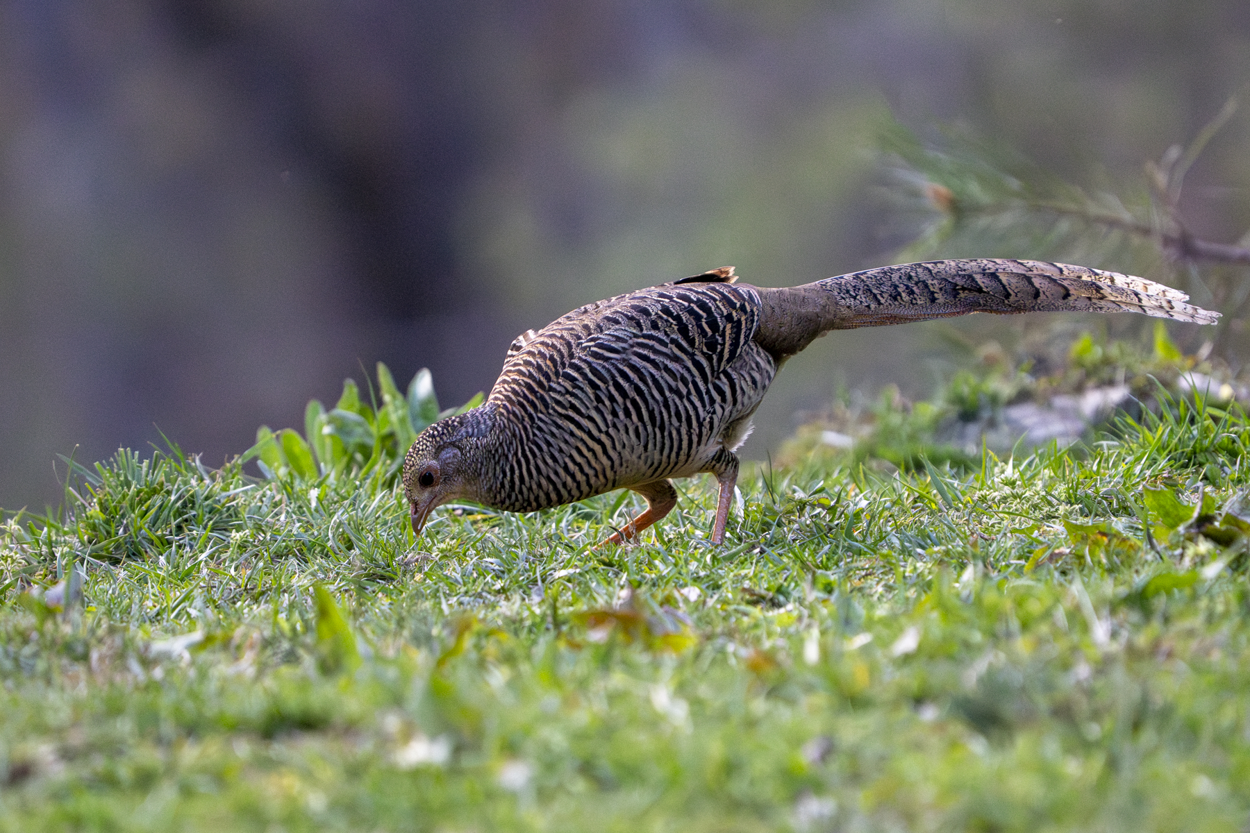 Golden Pheasant female (image by Mark Beaman)
