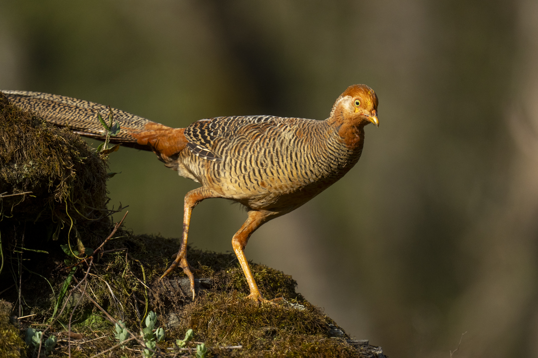 Golden Pheasant immature male (image by Mark Beaman)