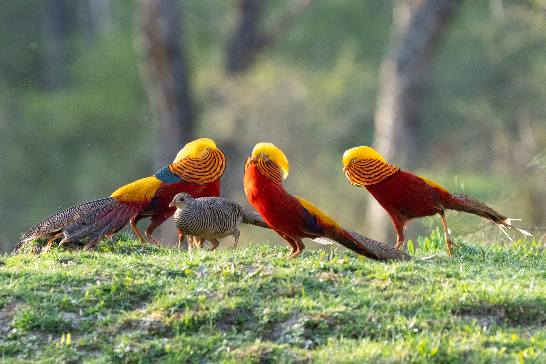 Golden Pheasants (image by Inger Vandyke)