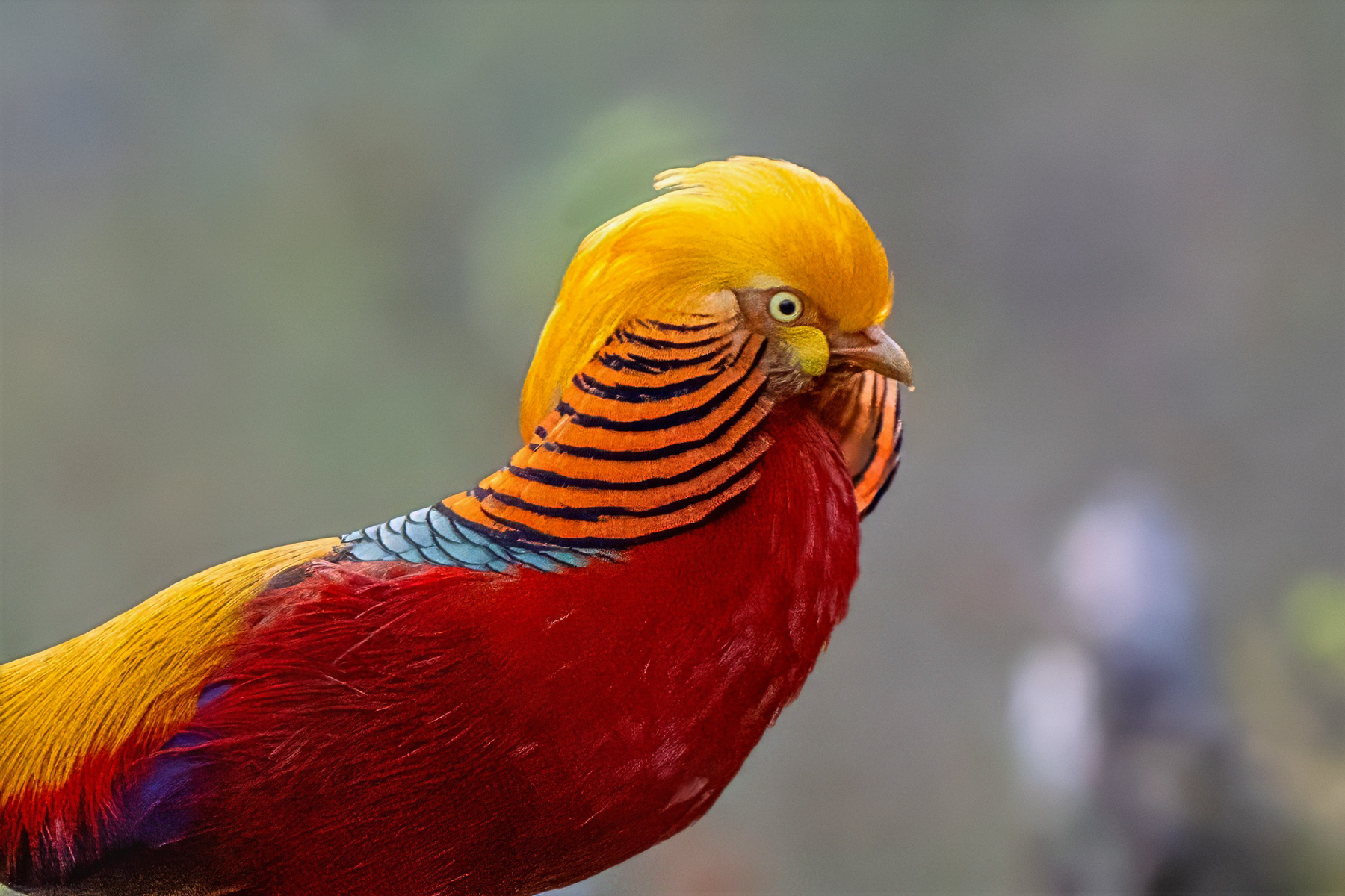 Golden Pheasant (image by Inger Vandyke)