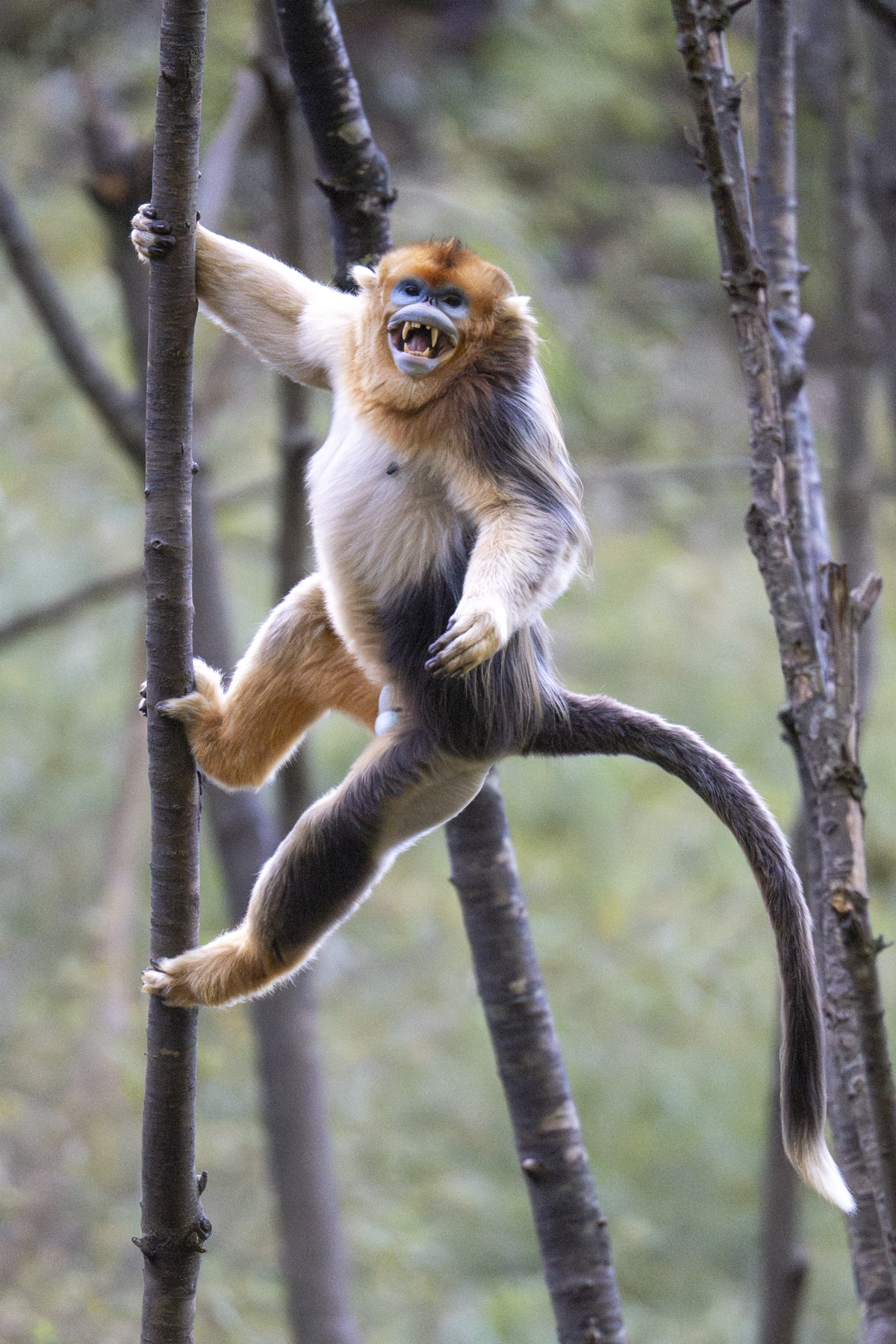 Golden Snub-nosed Monkey male (image by Mark Beaman)