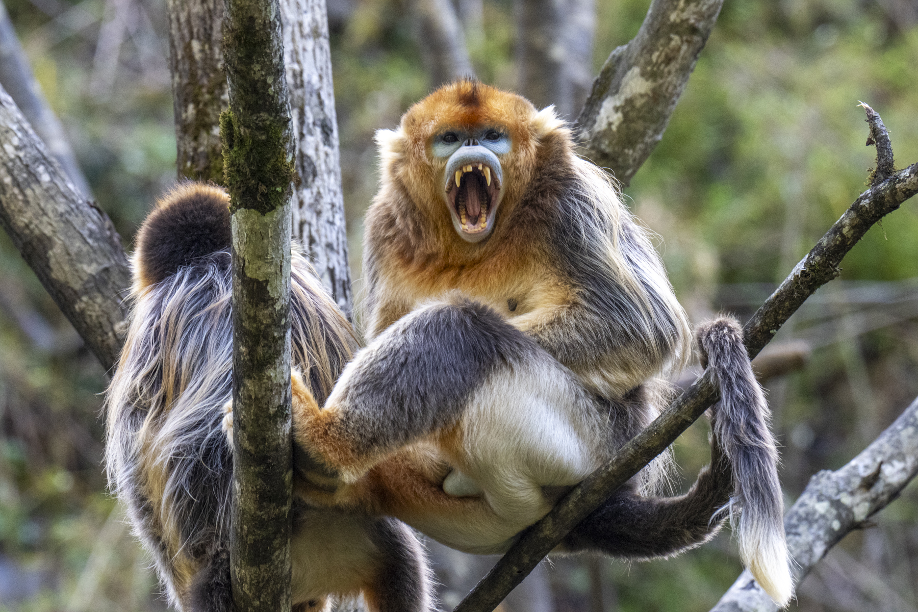 Golden Snub-nosed Monkey male (image by Mark Beaman)