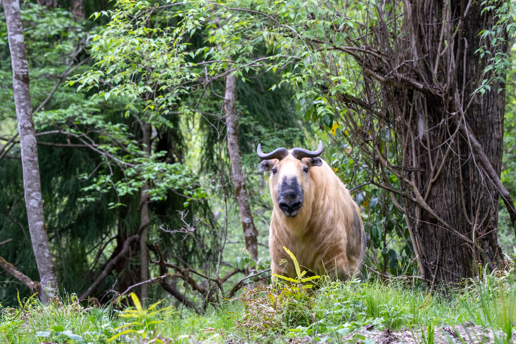 Golden Tachin (image by Inger Vandyke)