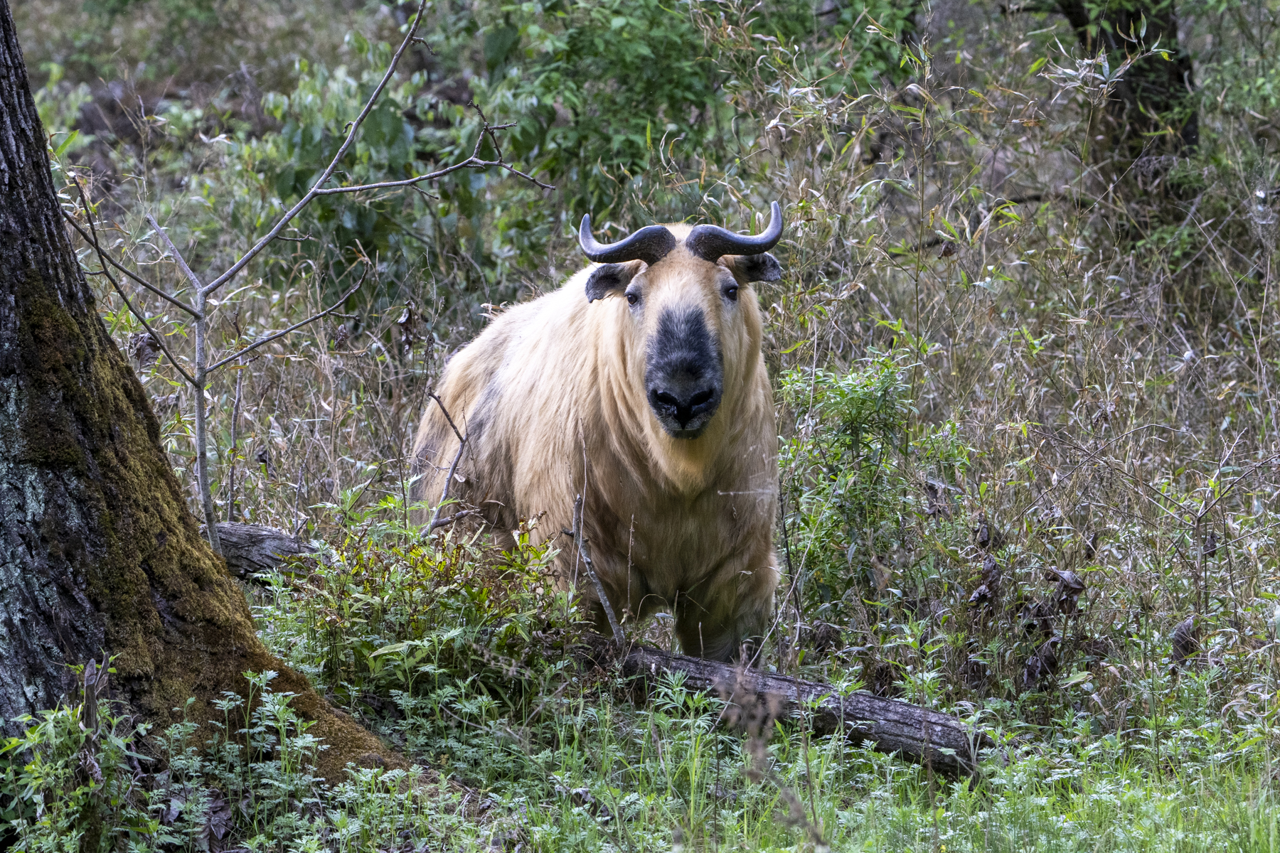 Golden Takin (image by Mark Beaman)