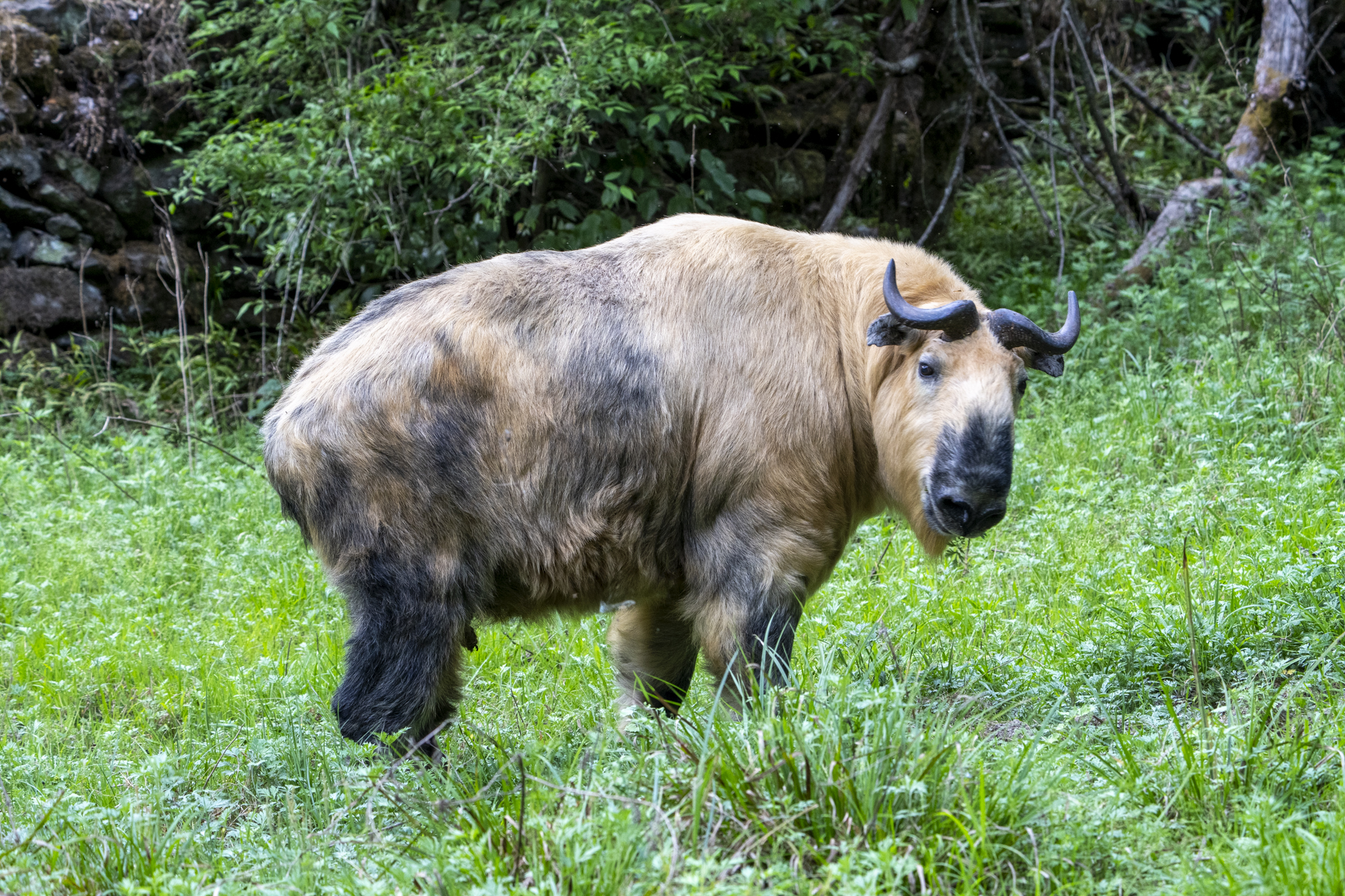 Golden Takin (image by Mark Beaman)