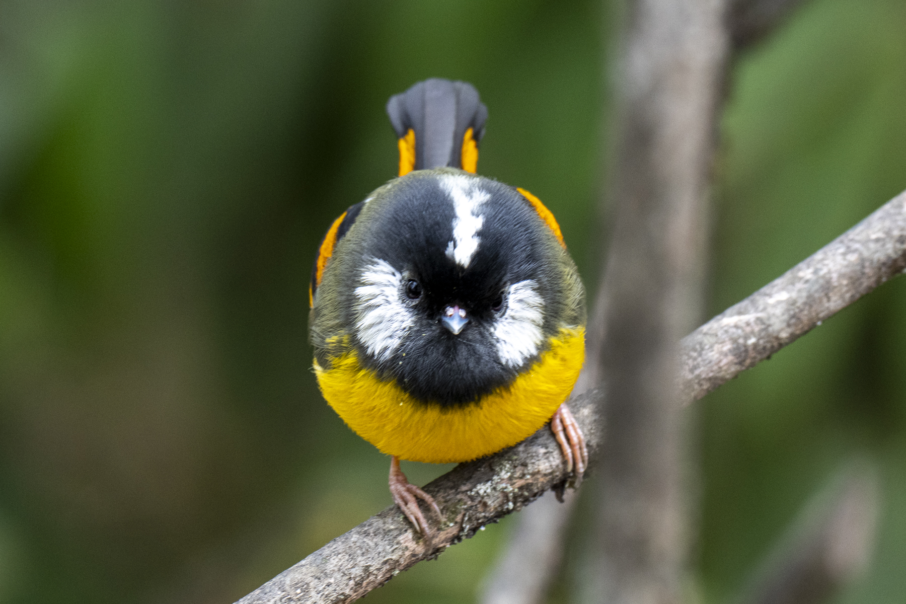 Golden-breasted Fulvetta (image by Mark Beaman)