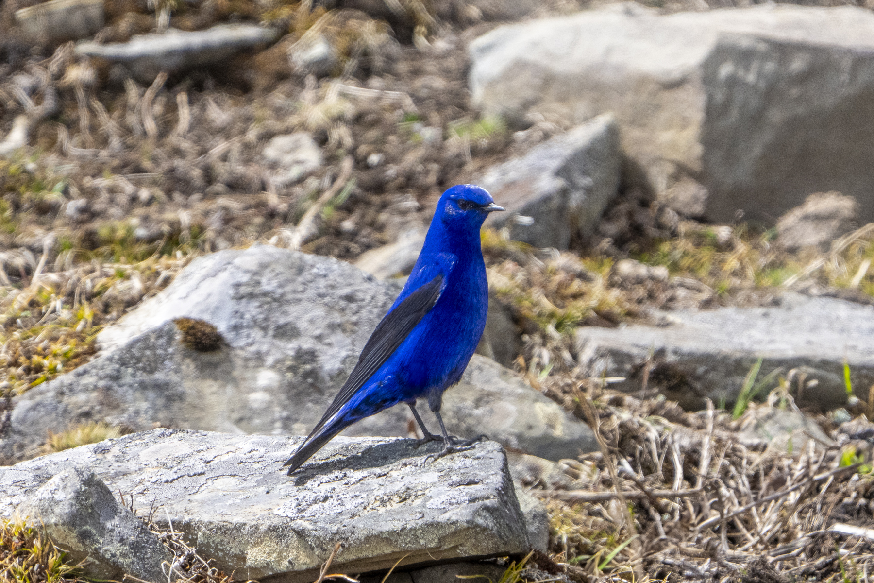 The impossibly blue male Grandala (image by Mark Beaman)