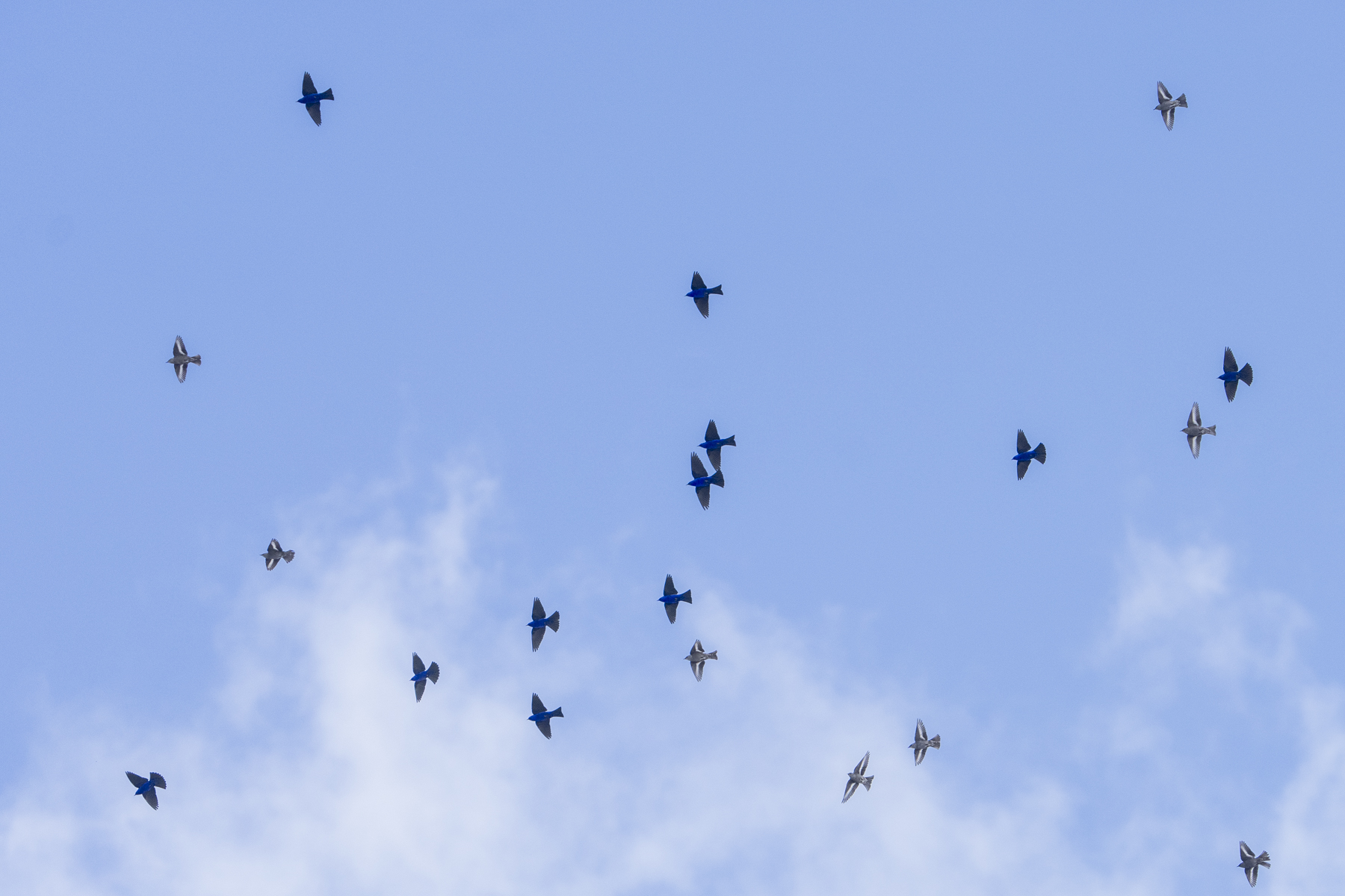 Grandalas (image by Mark Beaman)