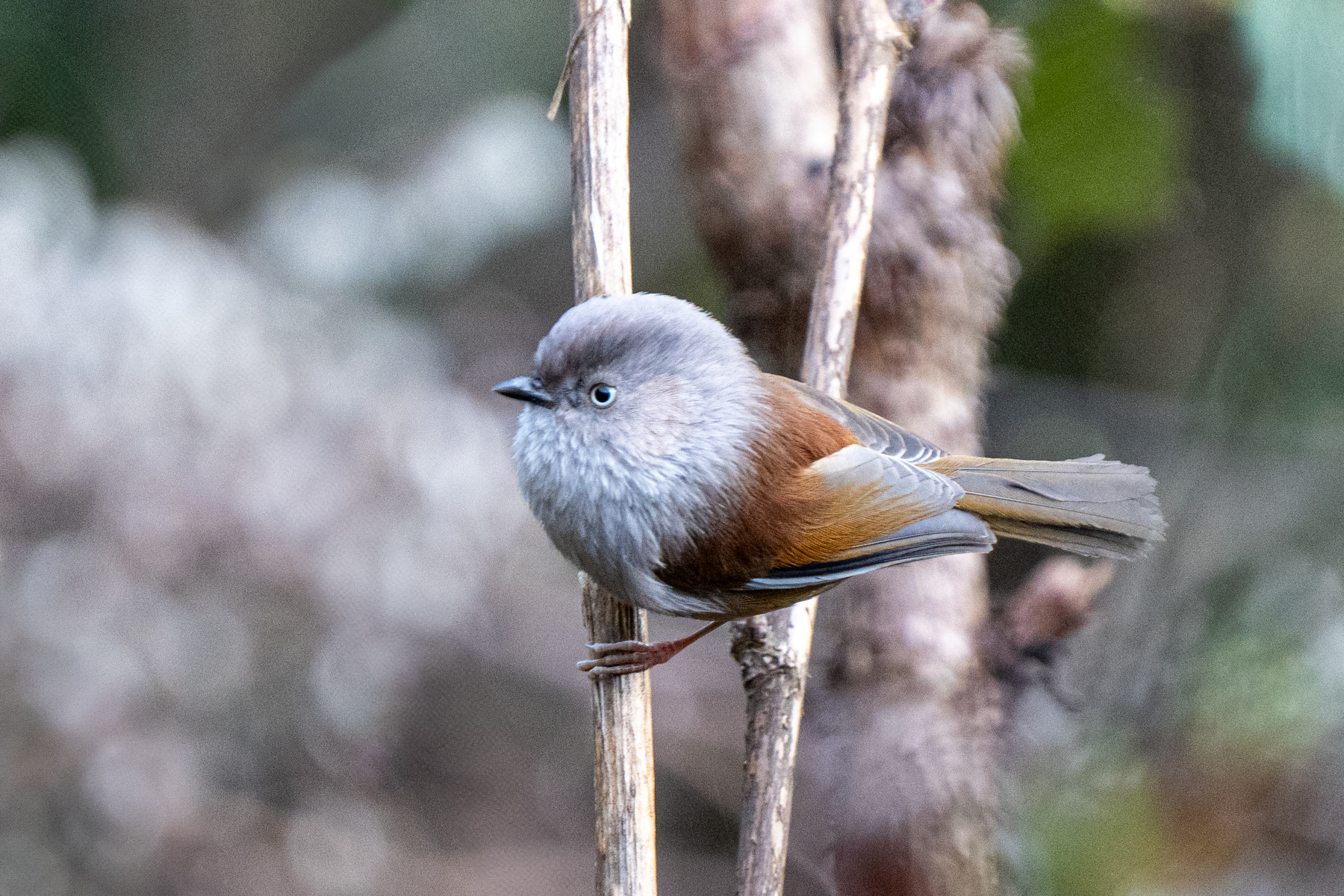 Grey-hooded Fulvetta (image by Inger Vandyke)