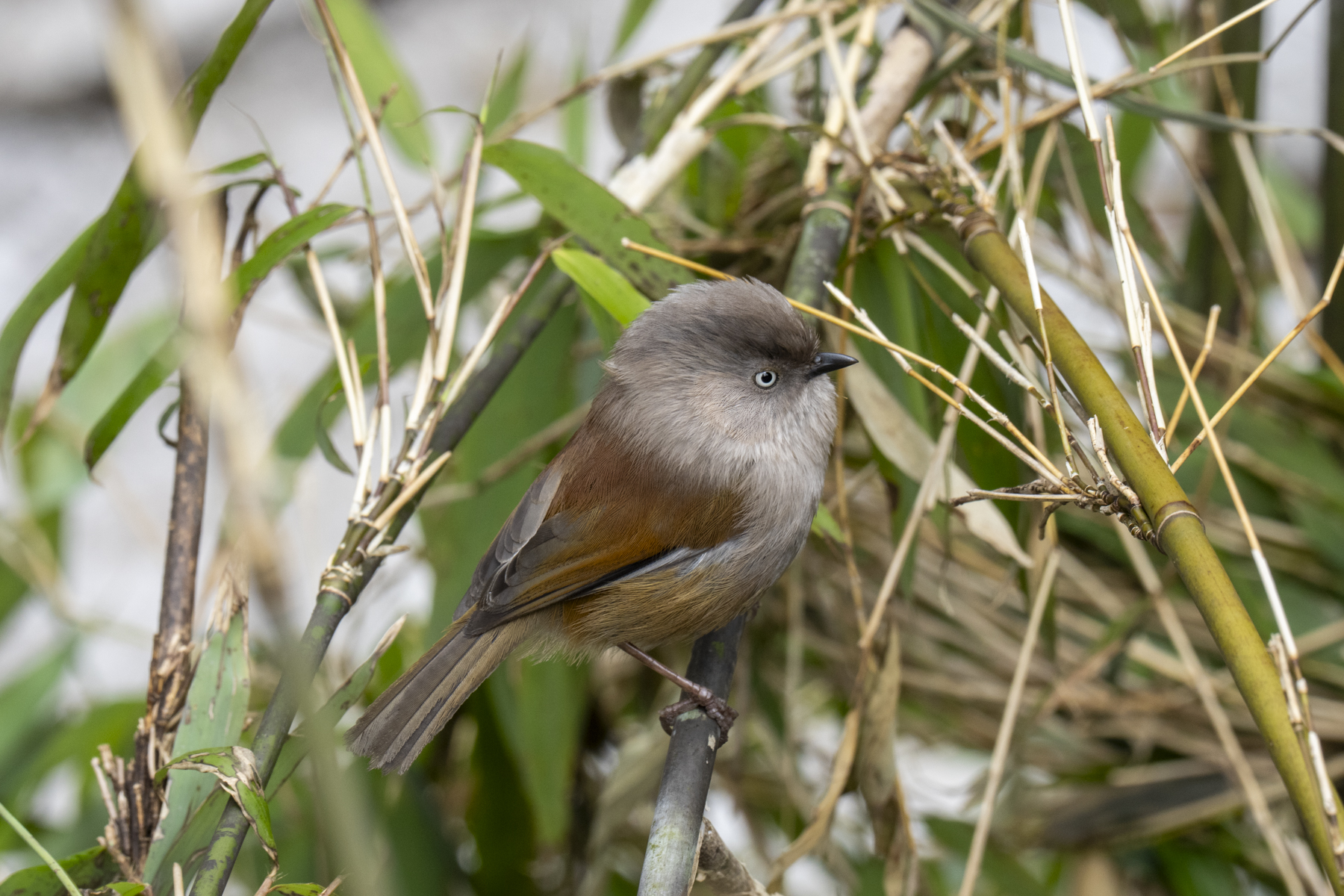 Grey-hooded Fulvetta (image by Mark Beaman)