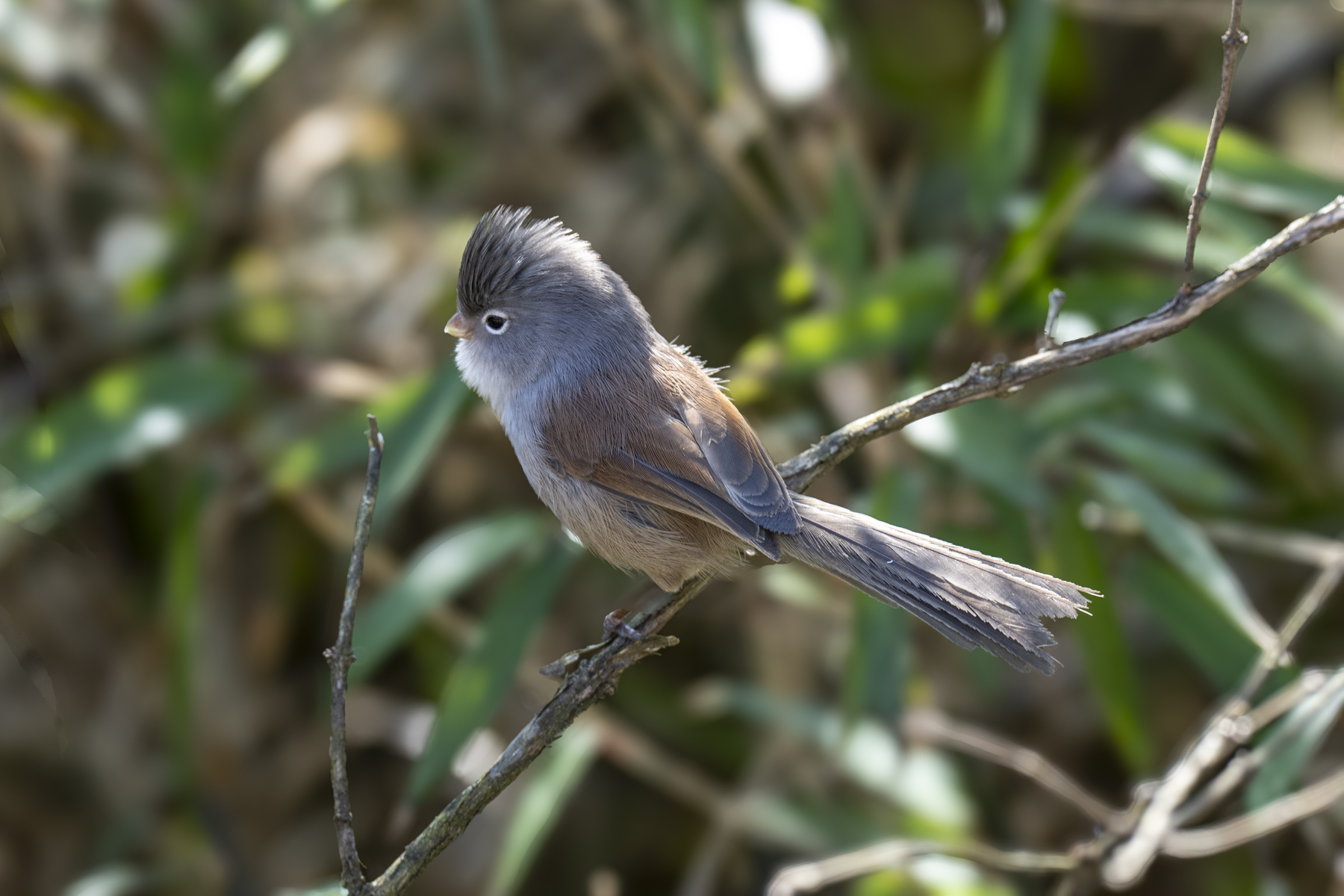 Grey-hooded Parrotbill (image by Mark Beaman)