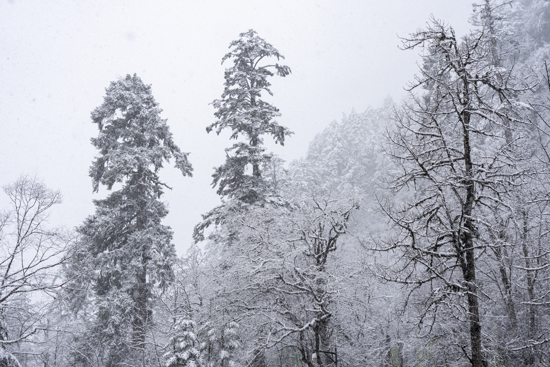 Spring snowfall in the mountains of Sichuan (image by Mark Beaman)