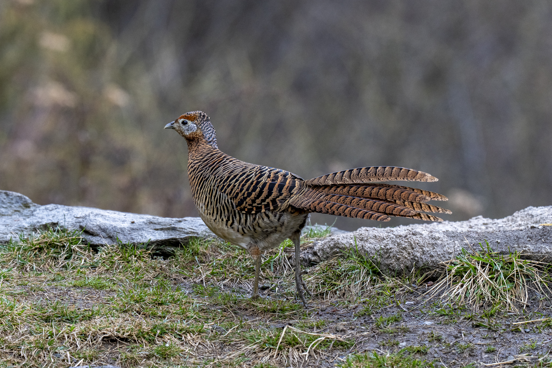 Lady Amherst's Pheasant female (image by Mark Beaman)
