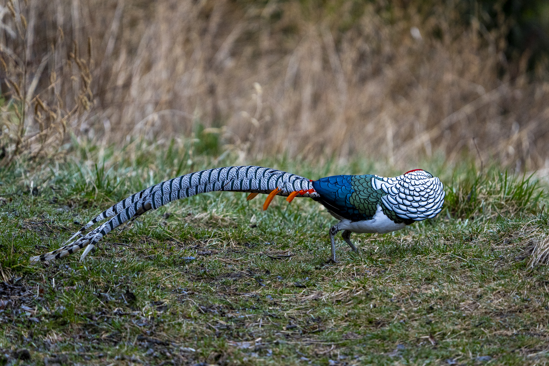 Lady Amherst's Pheasant displaying (image by Mark Beaman)