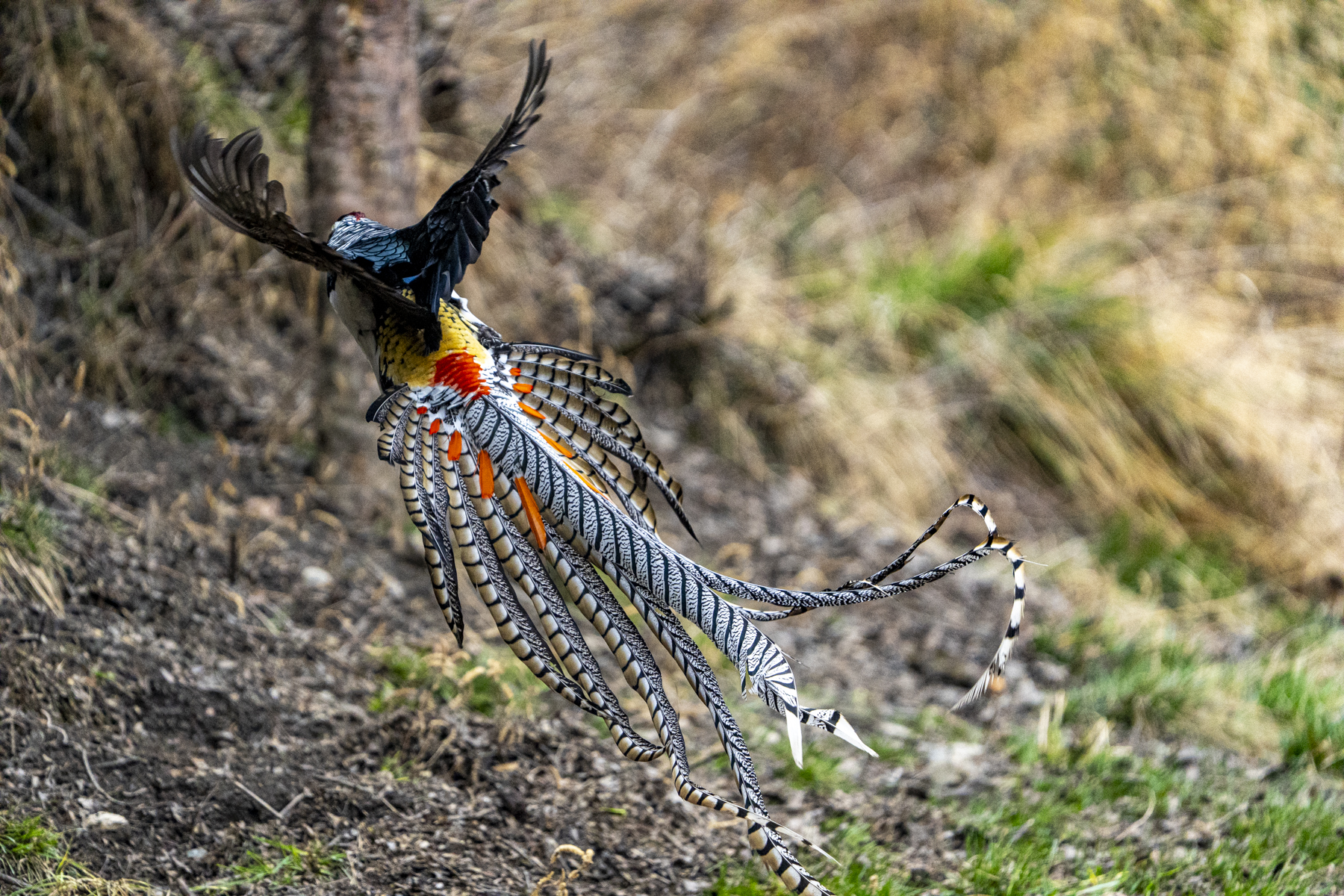 The spectacular tail plumage of a male Lady Amherst's Pheasant (image by Mark Beaman)