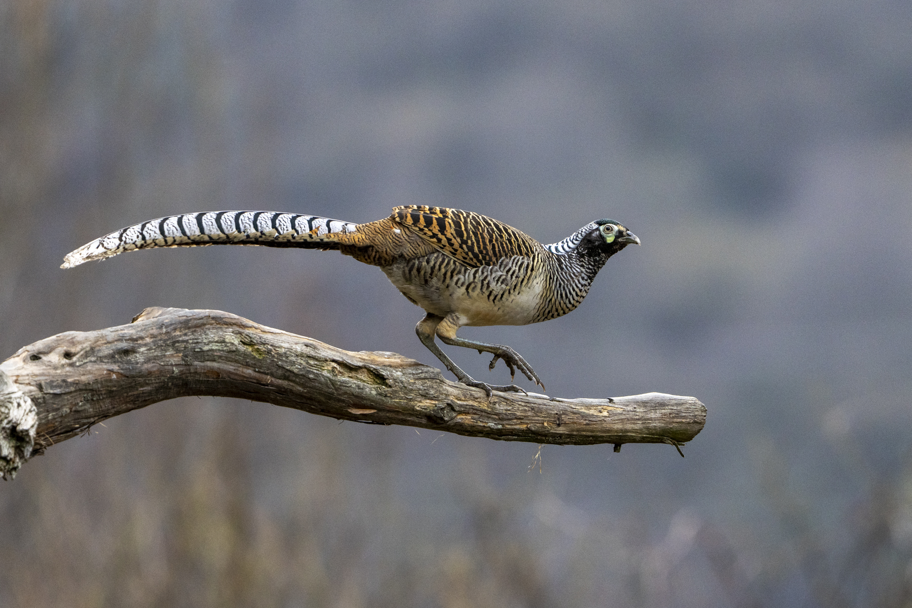 Lady Amherst's Pheasant immature male (image by Mark Beaman)