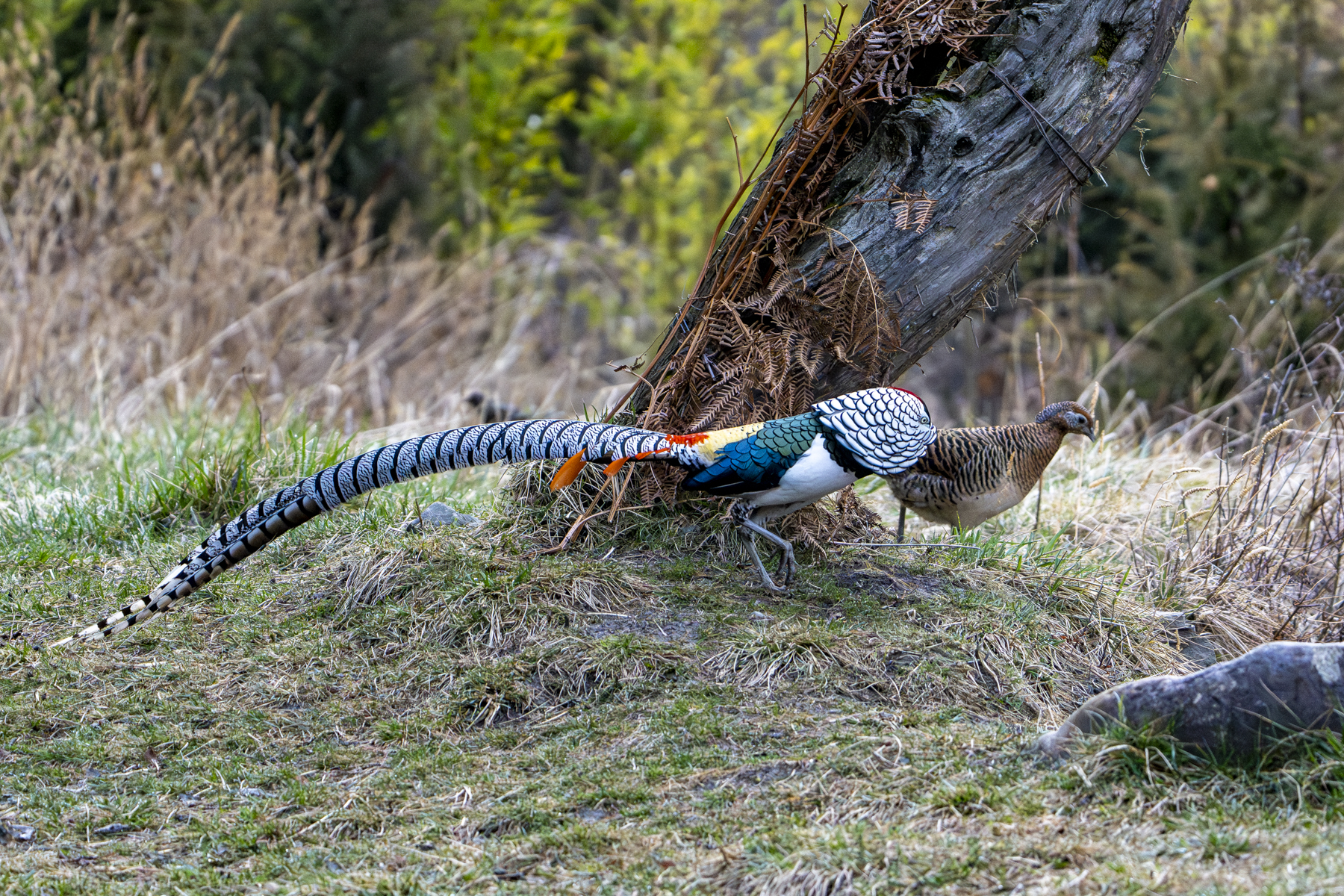 A Lady Amherst's Pheasant male displays to a female (image by Mark Beaman)