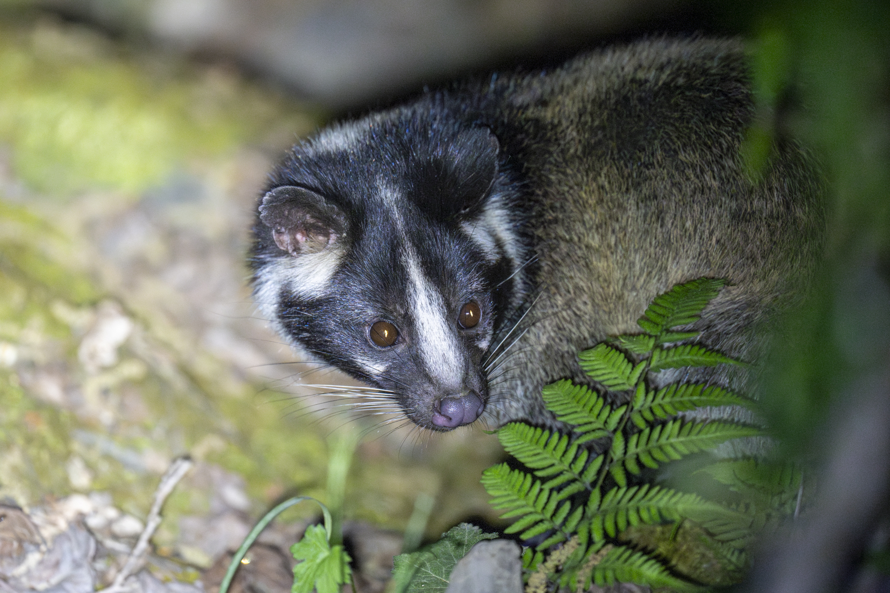 Masked Palm Civet (image by Mark Beaman)
