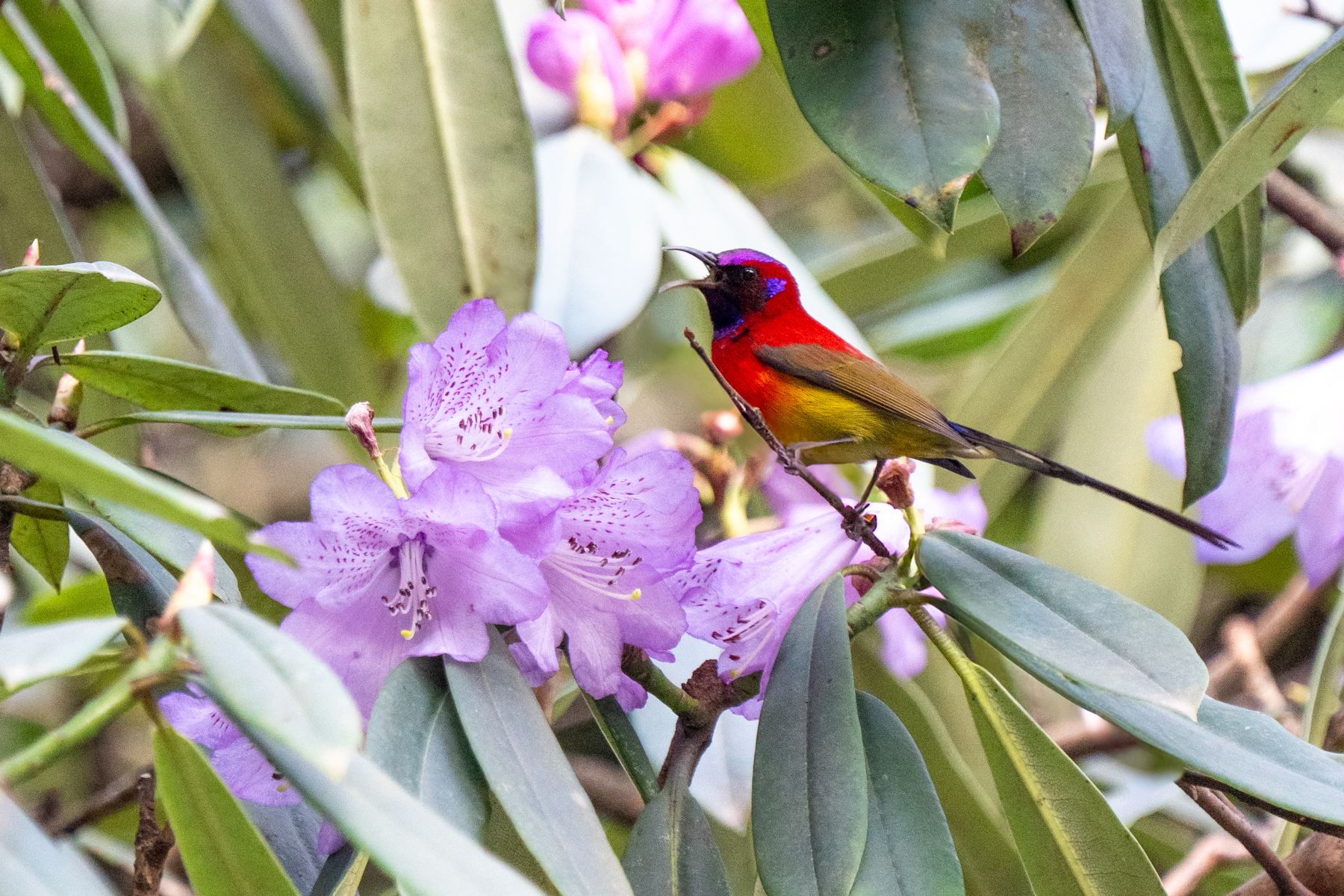 Mrs Gould's Sunbird (image by Inger Vandyke)