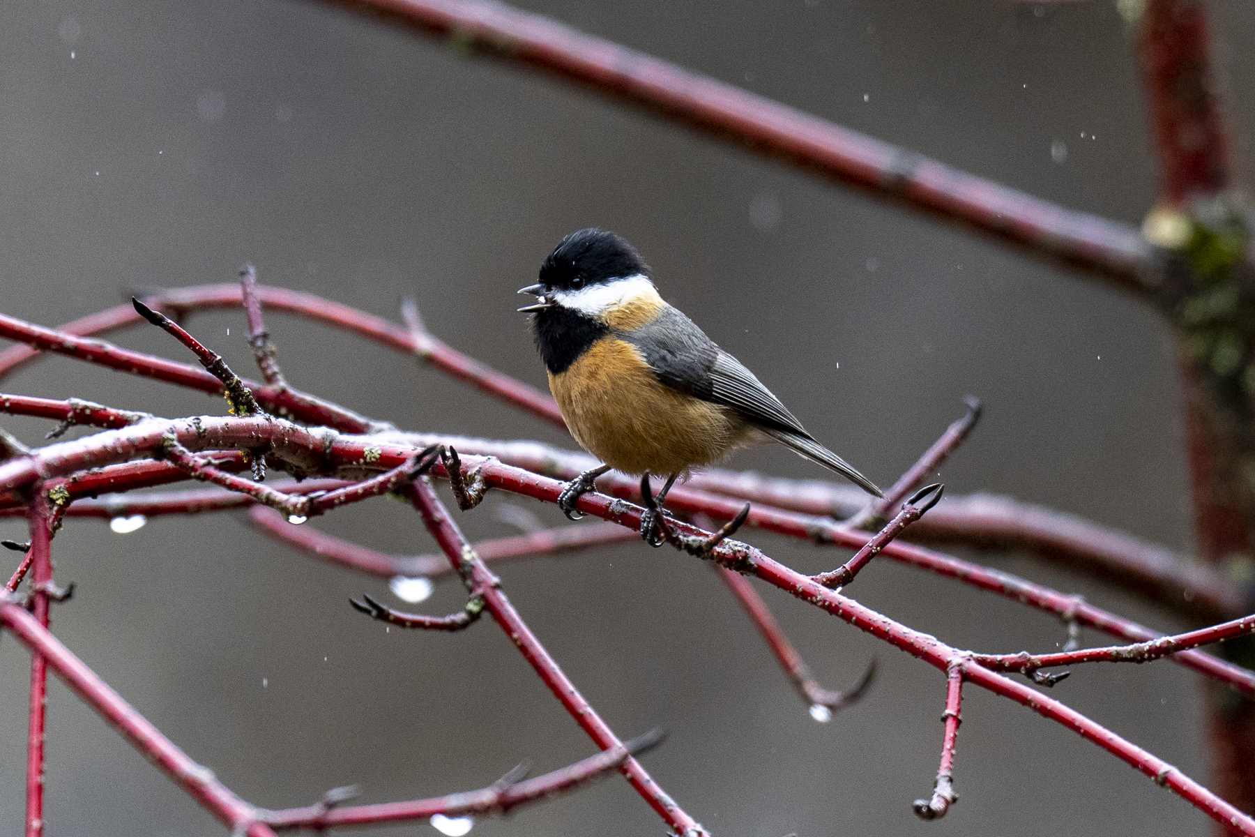 Pere David's Tit (image by Mark Beaman)