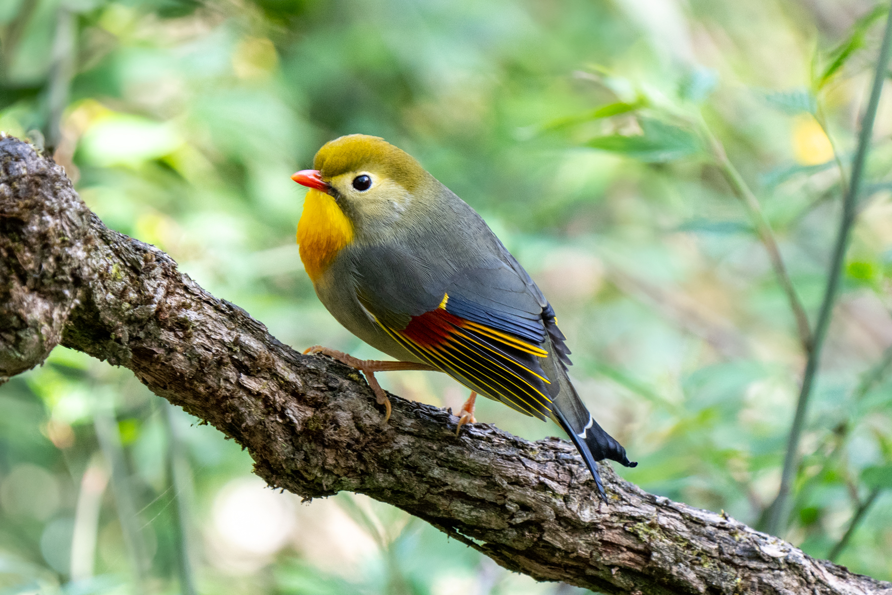 Red-billed Leothrix (image by Inger Vandyke)