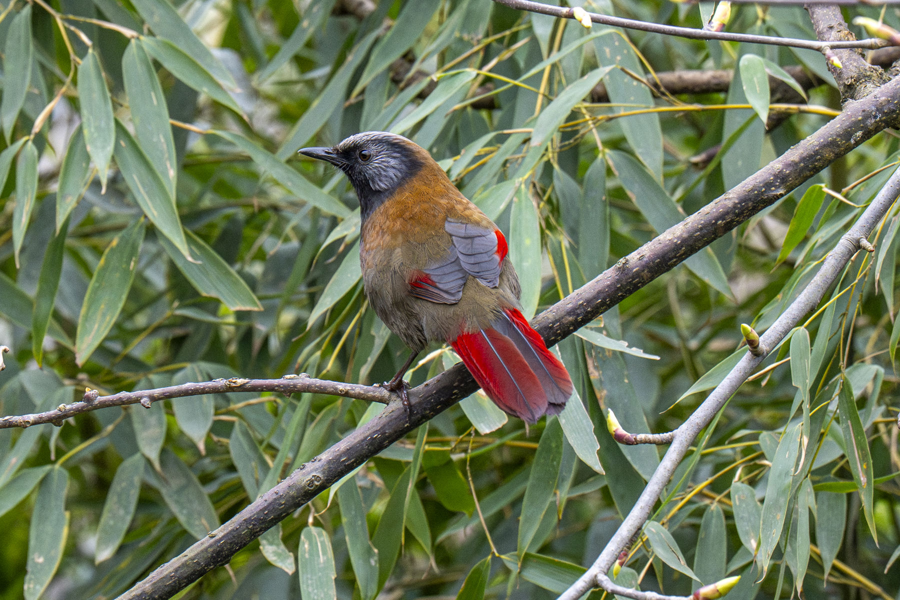 Red-winged Laughingthrush (image by Mark Beaman)