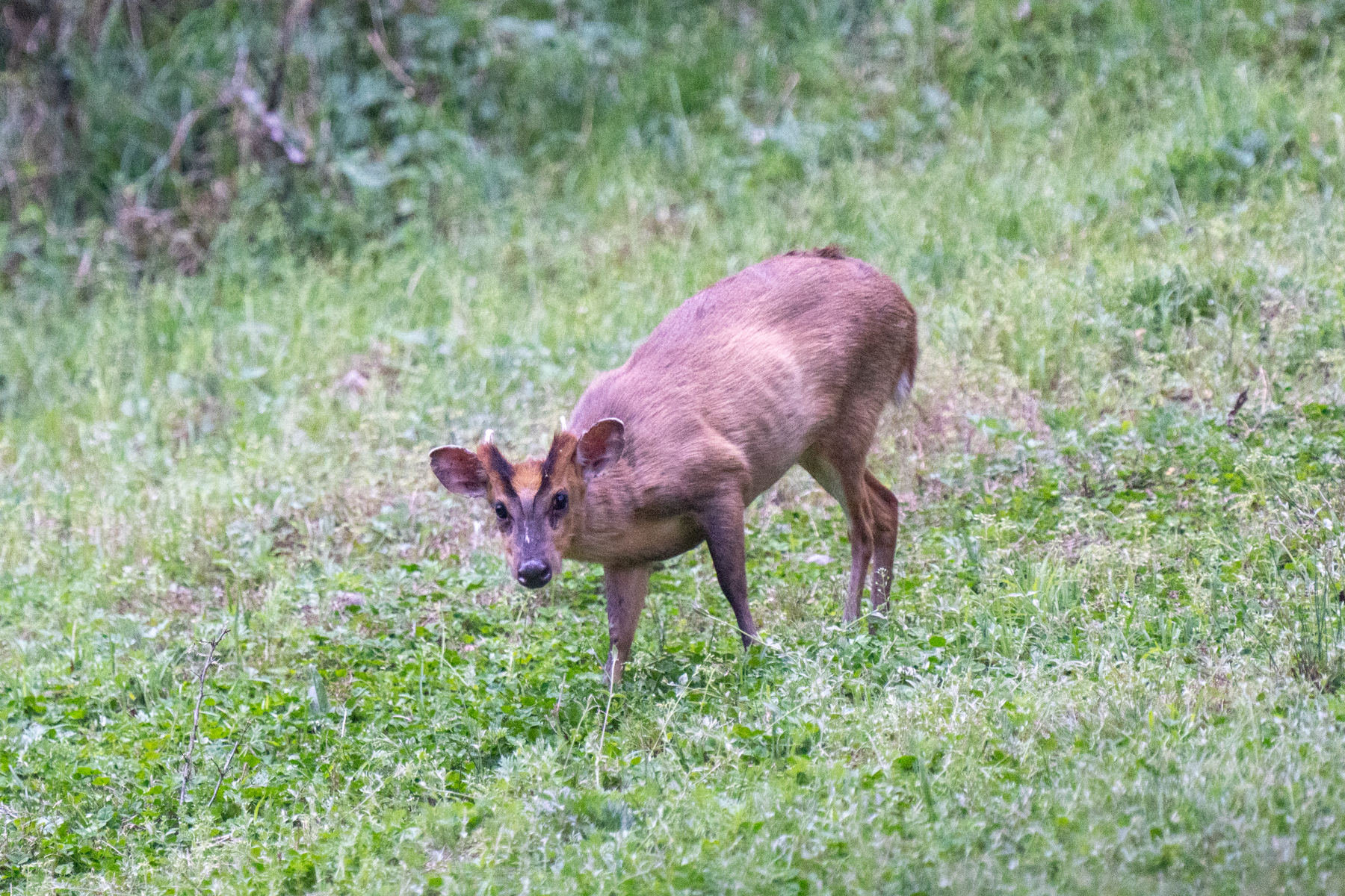 Reeves's Muntjac (image by Inger Vandyke)