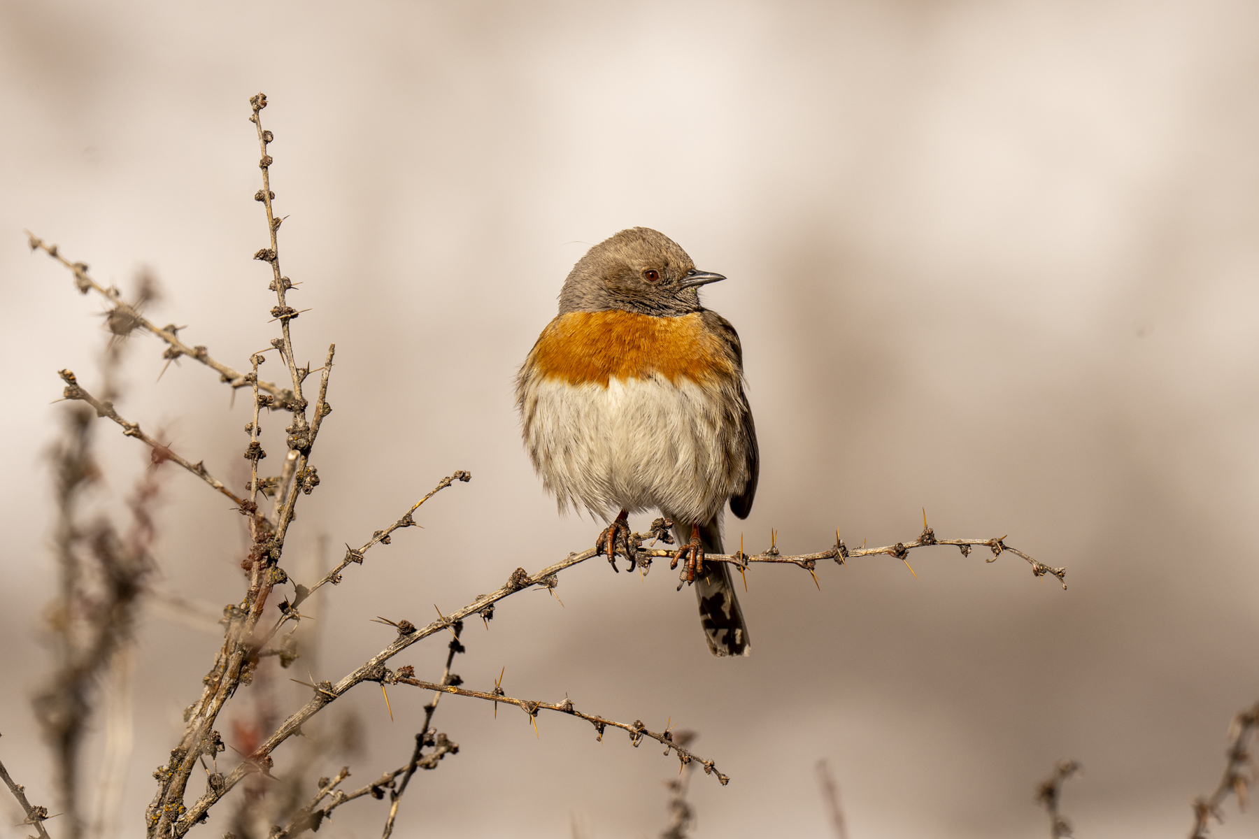 Robin Accentor (image by Mark Beaman)