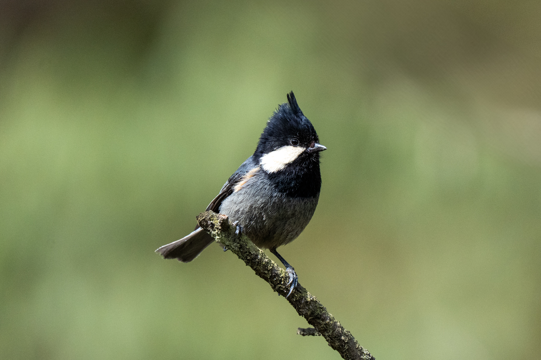 Rufous-naped Tit (image by Inger Vandyke)