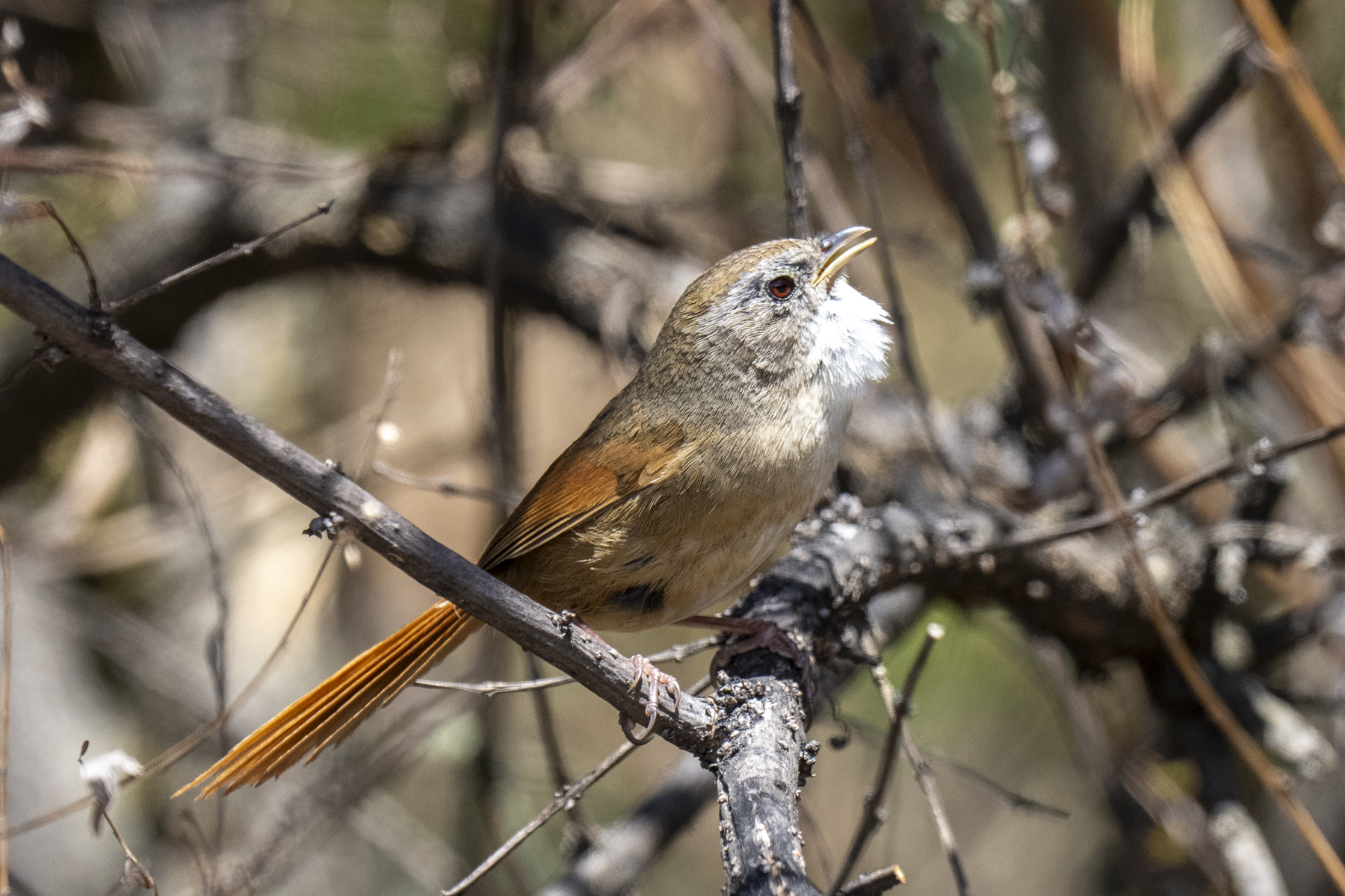 Rufous-tailed Babbler (image by Mark Beaman)