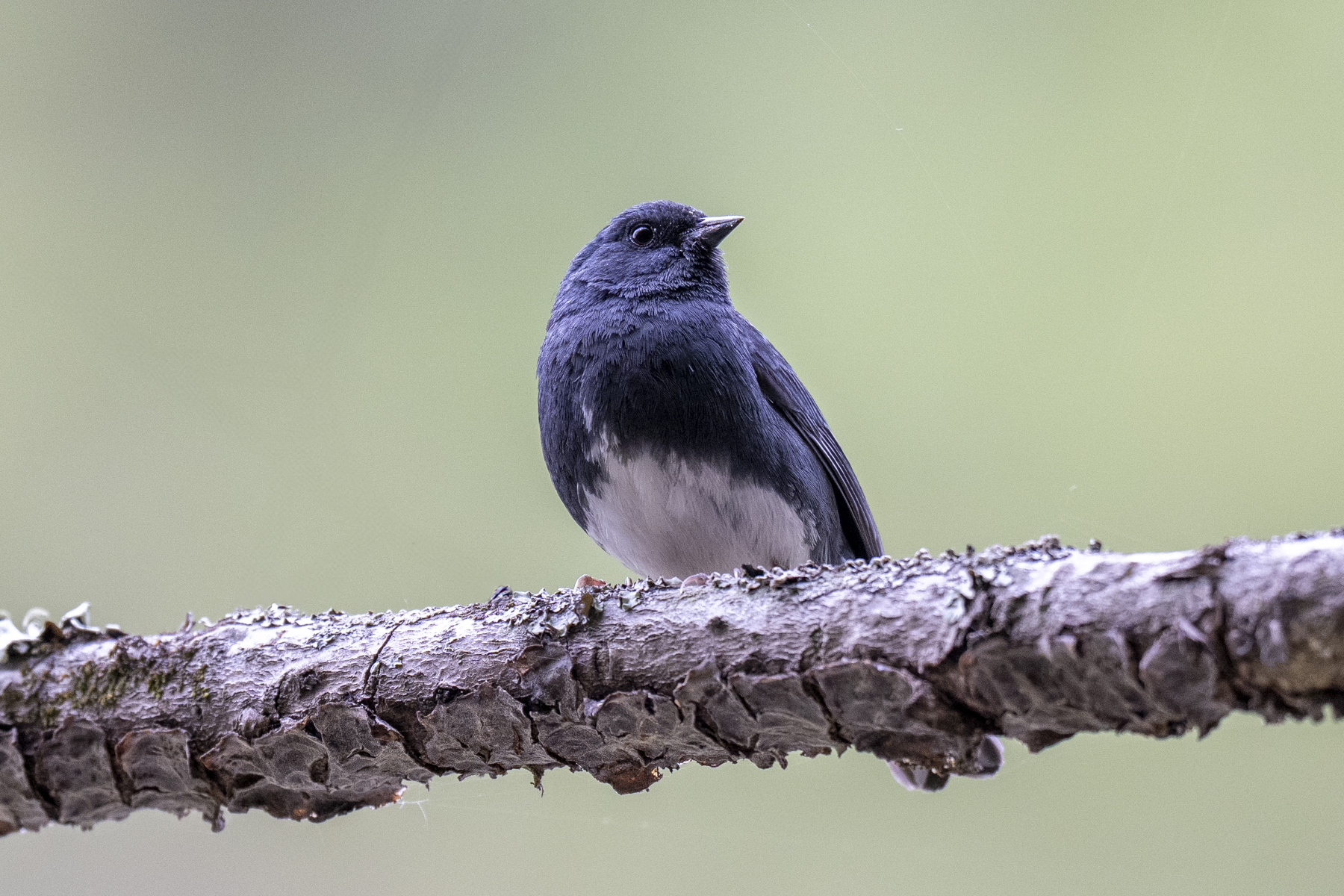 Slaty Bunting (image by Mark Beaman)