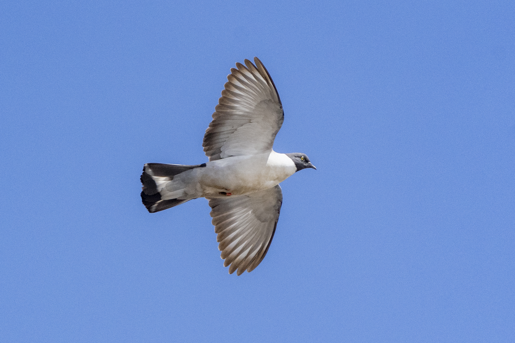 Snow Pigeon (image by Mark Beaman)