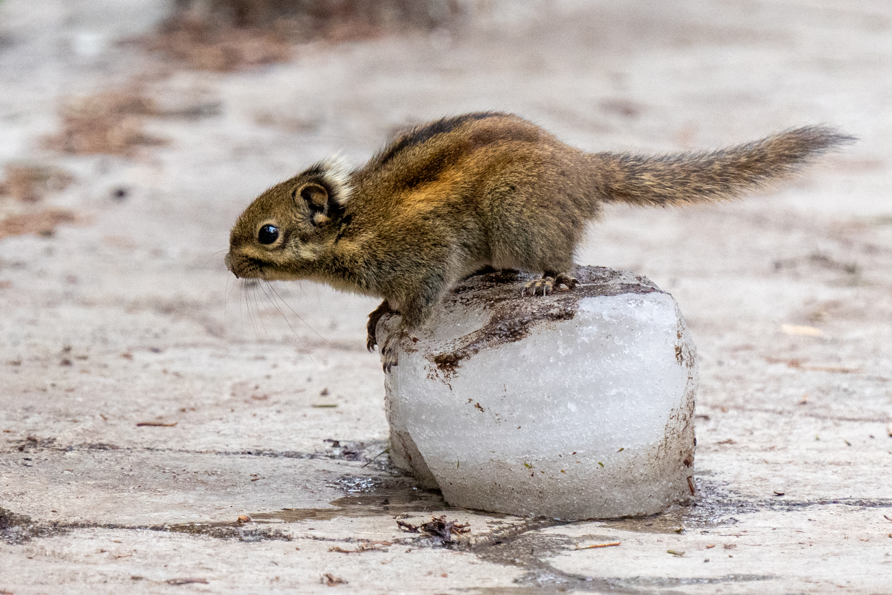 Swinhoe's Striped Squirrel (image by Inger Vandyke)