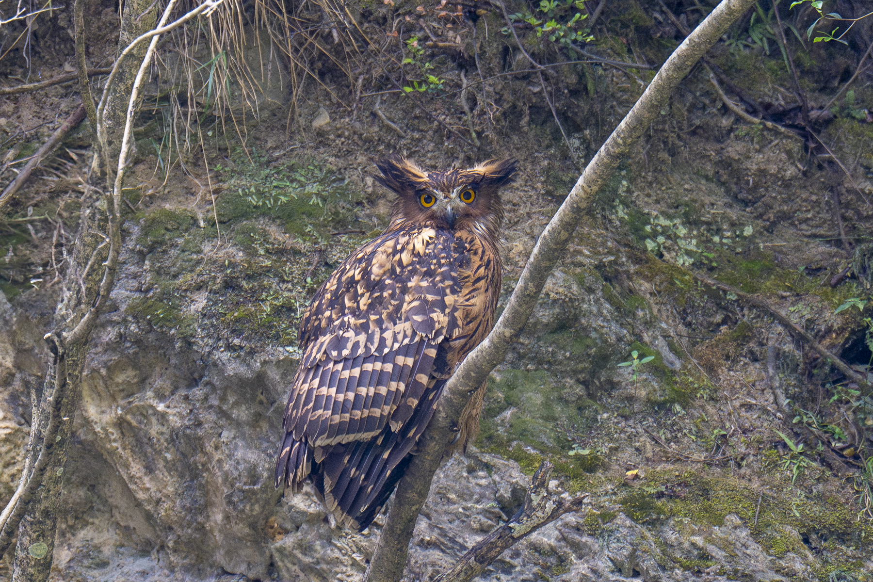 Tawny Fish Owl (image by Mark Beaman)