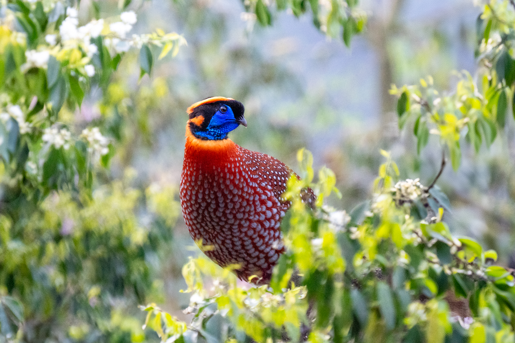 Temminck's Tragopan (image by Inger Vandyke)