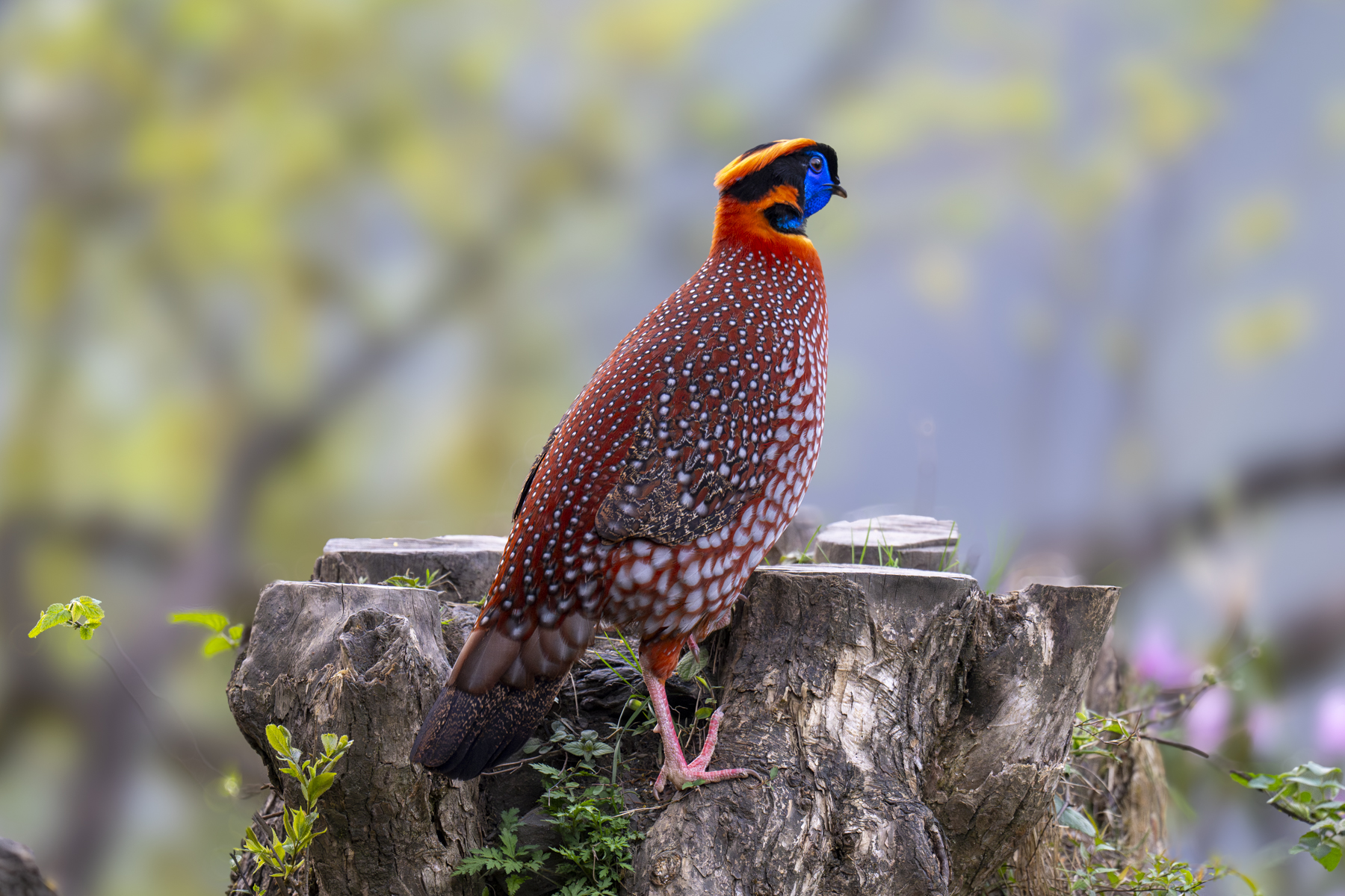 Temminck's Tragopan (image by Mark Beaman)
