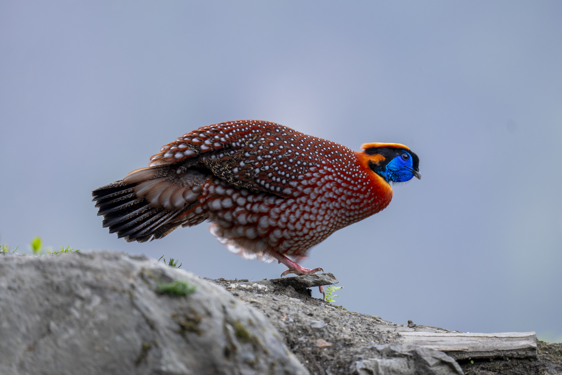 Temminck's Tragopan (image by Mark Beaman)
