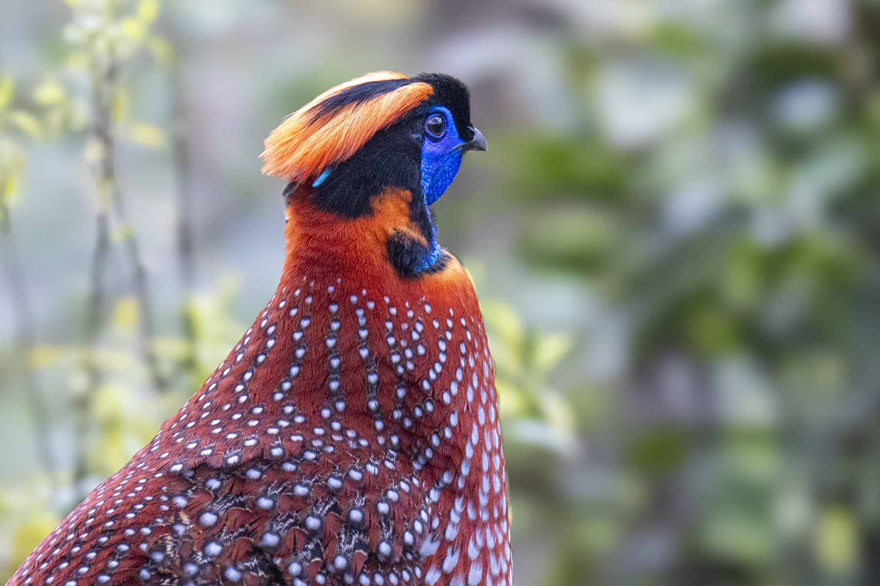 Temminck's Tragopan (image by Mark Beaman)