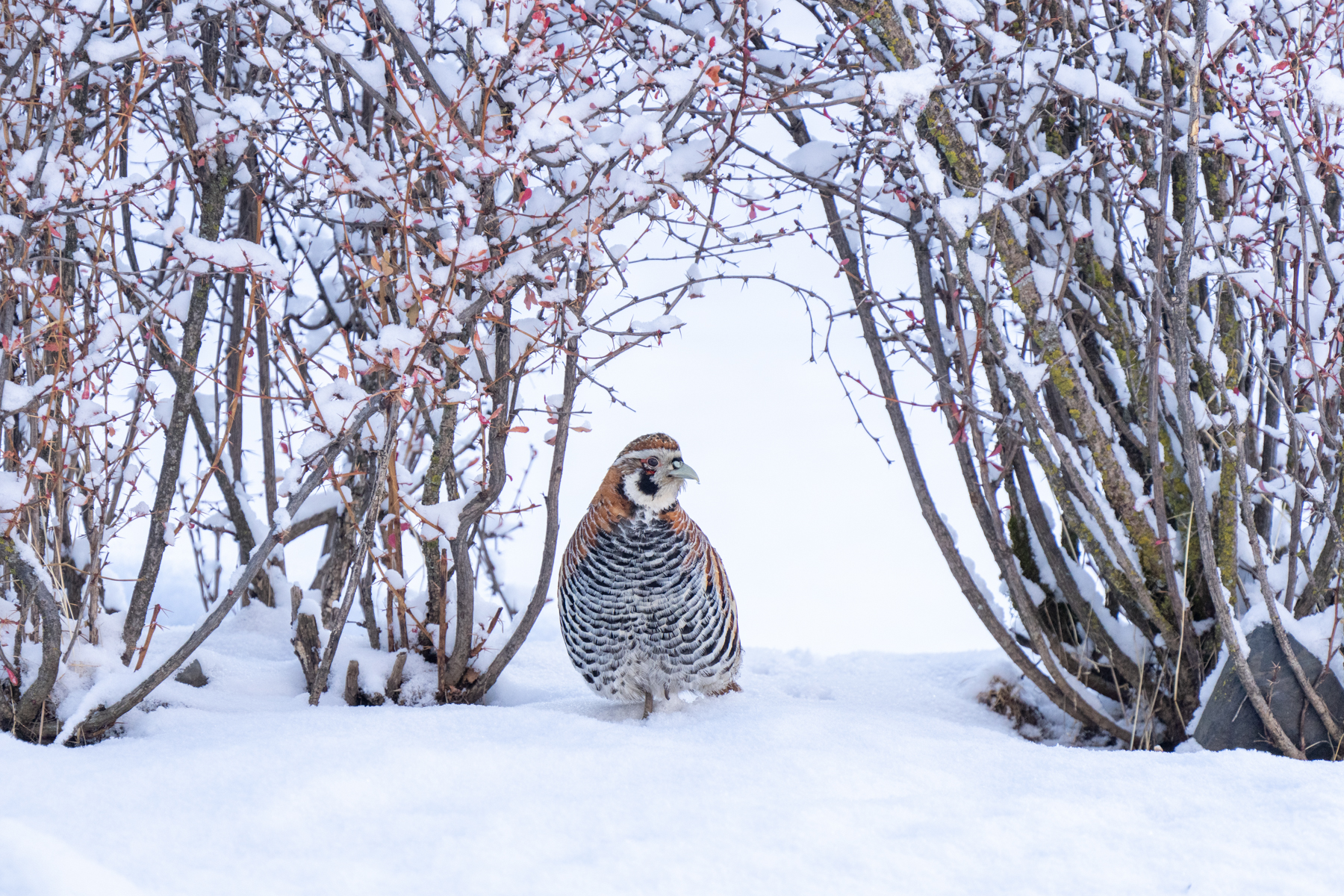 Tibetan Partridge (image by Inger Vandyke)