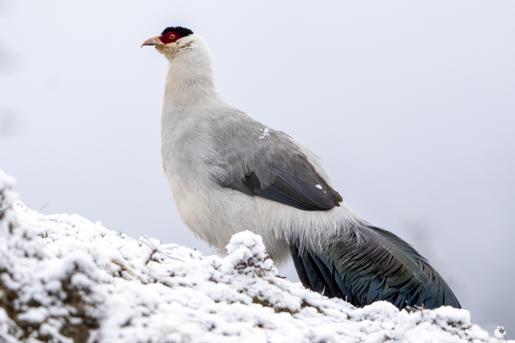 White Eared Pheasant (image by Mark Beaman)